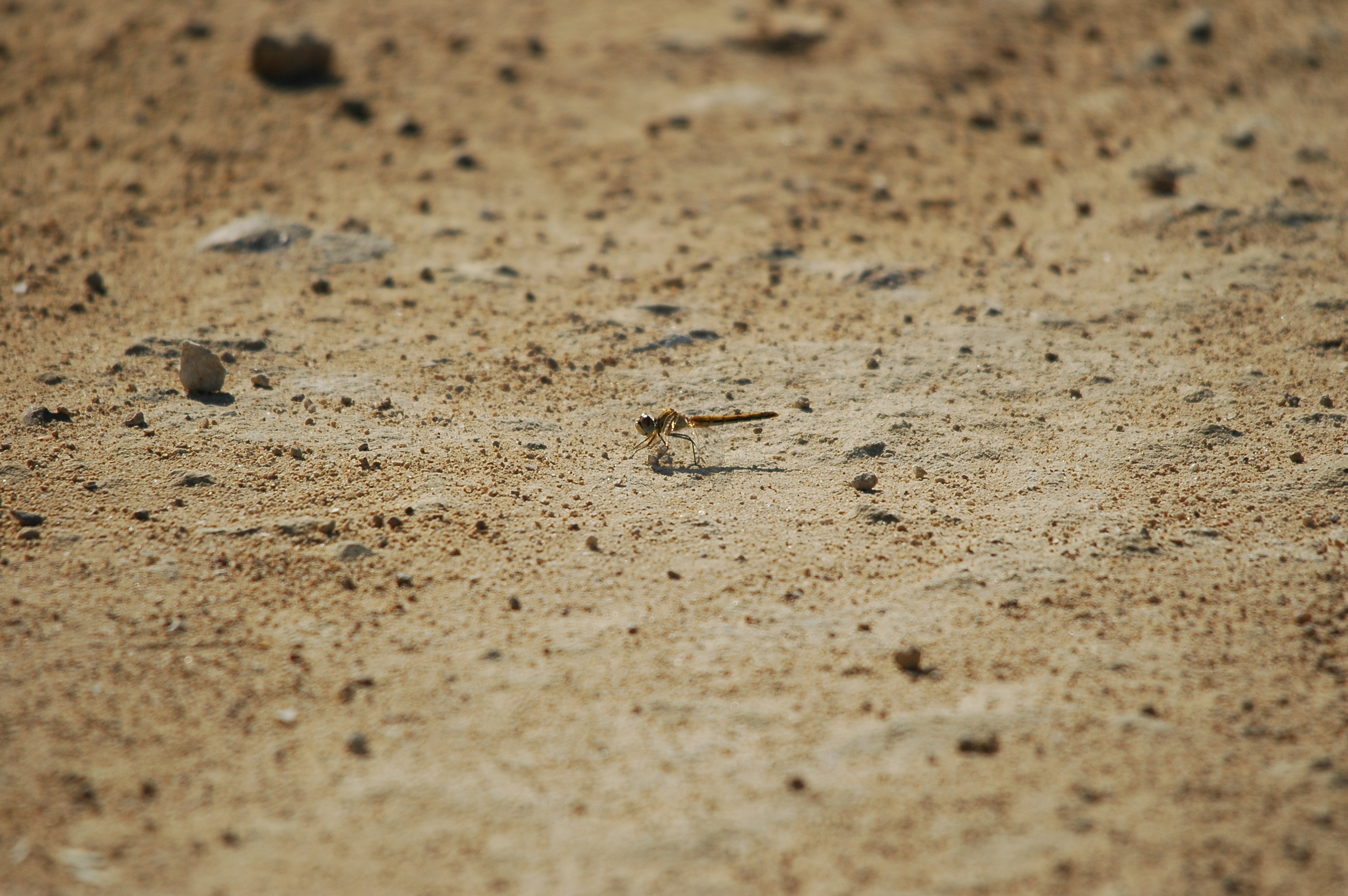 photos/wildlife/Invertebrate_Species/Spain_2009/dsc_0681.jpg