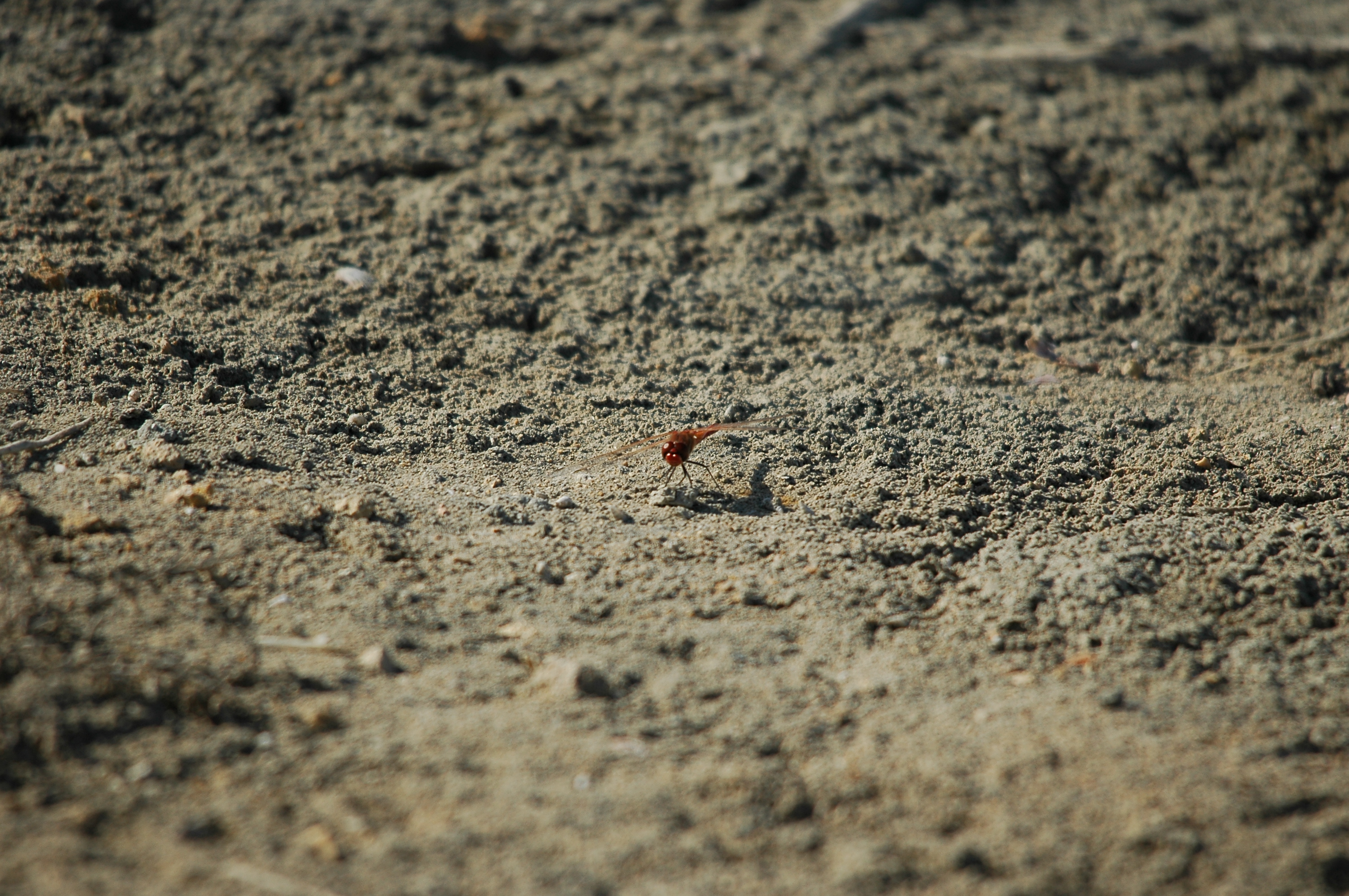 photos/wildlife/Invertebrate_Species/Spain_2009/dsc_0685.jpg