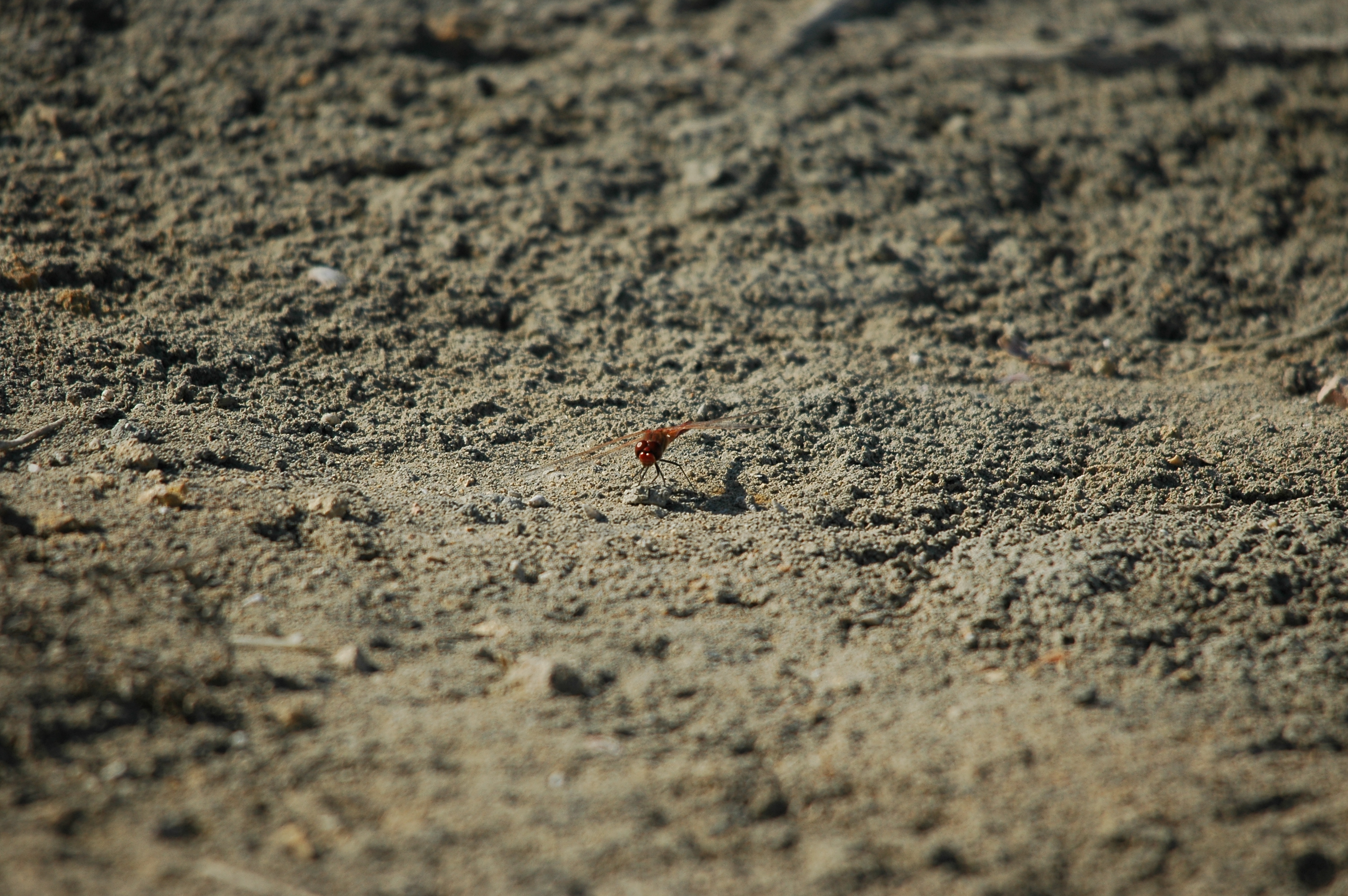 photos/wildlife/Invertebrate_Species/Spain_2009/dsc_0686.jpg