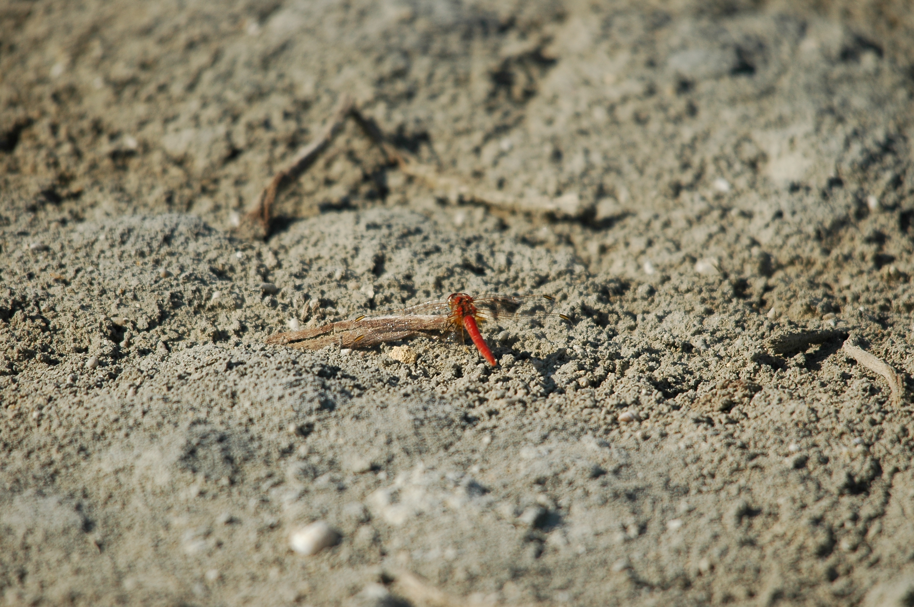 photos/wildlife/Invertebrate_Species/Spain_2009/dsc_0687.jpg