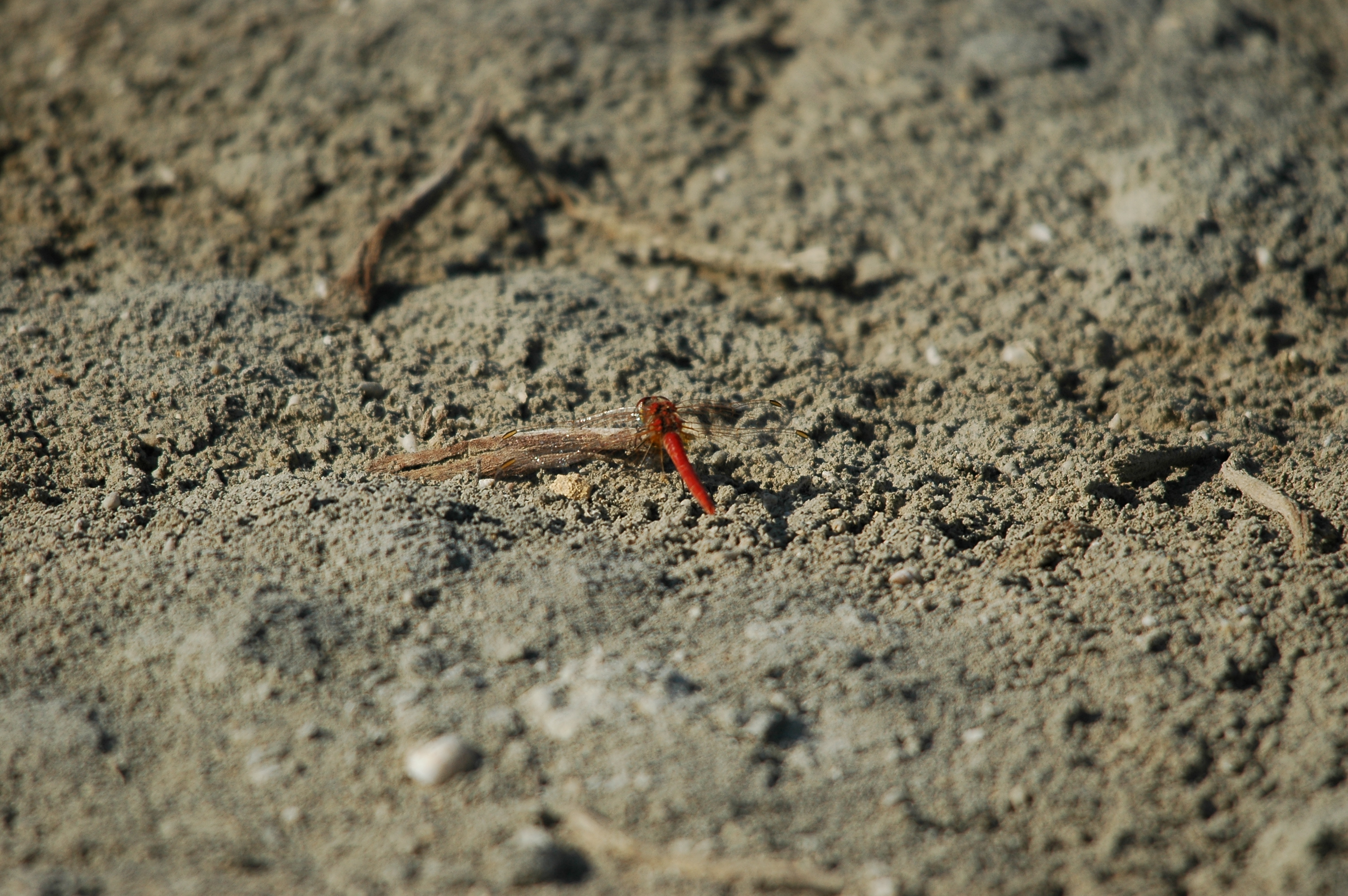photos/wildlife/Invertebrate_Species/Spain_2009/dsc_0688.jpg