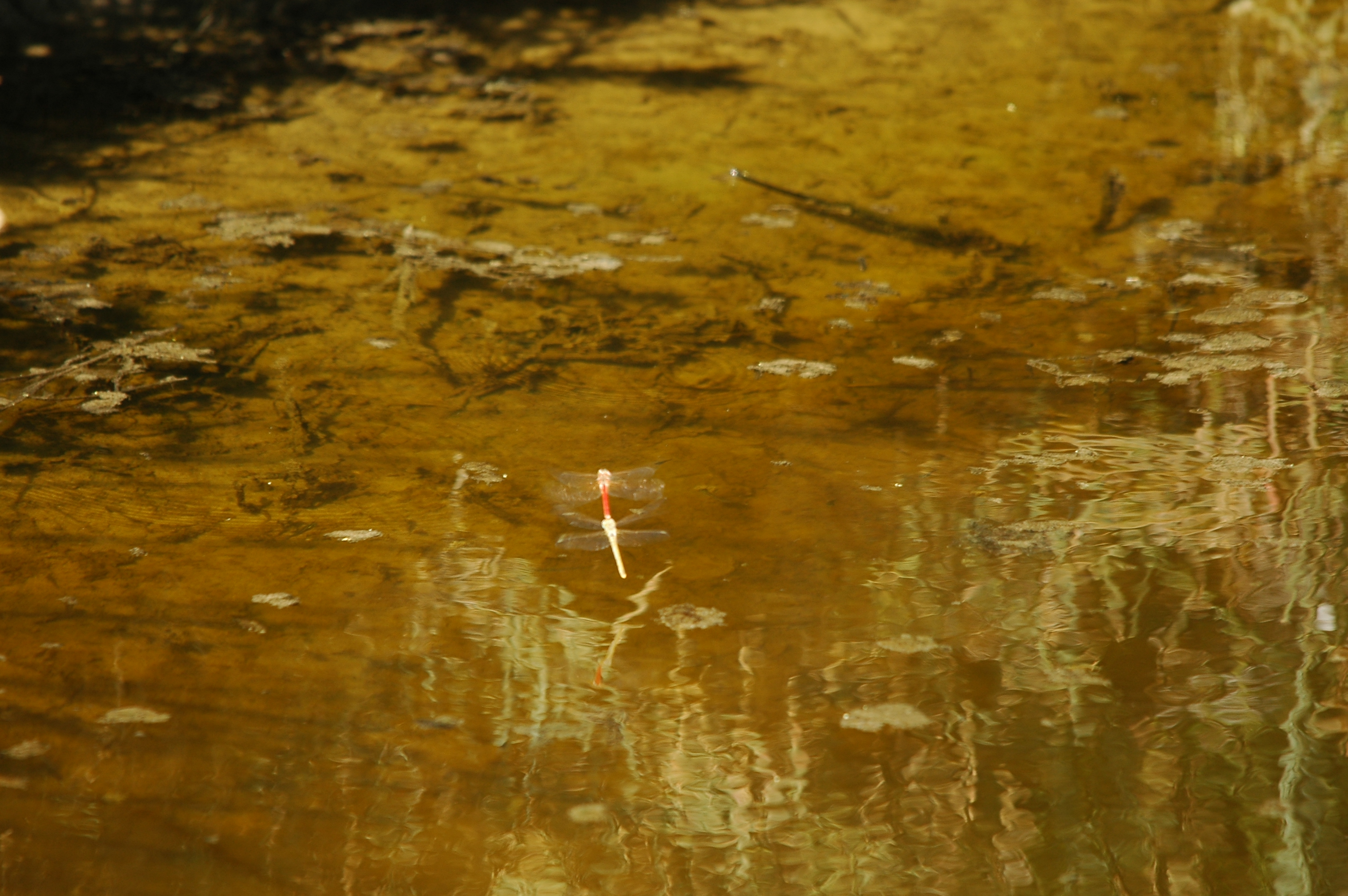 photos/wildlife/Invertebrate_Species/Spain_2009/dsc_0691.jpg