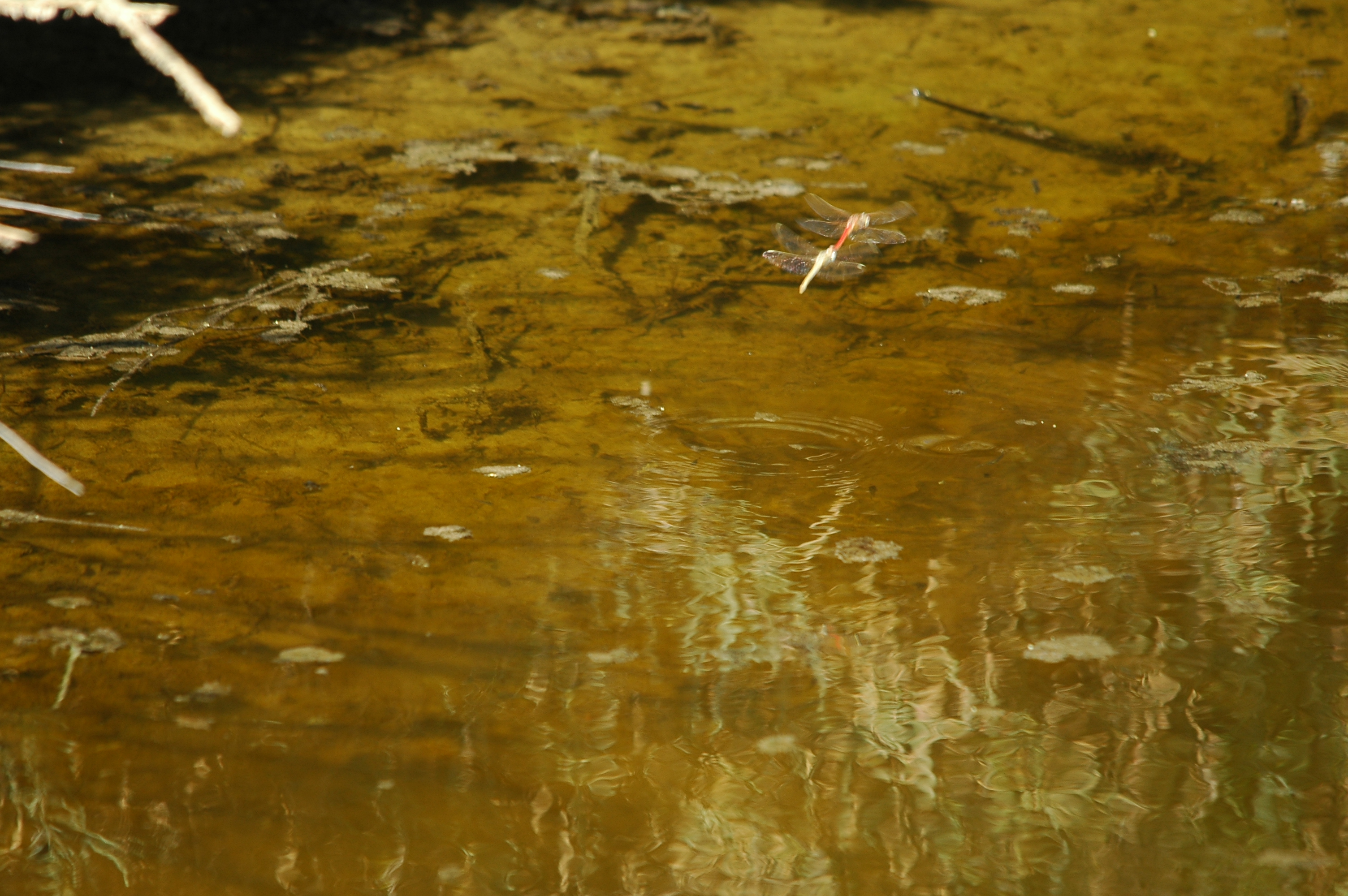 photos/wildlife/Invertebrate_Species/Spain_2009/dsc_0692.jpg