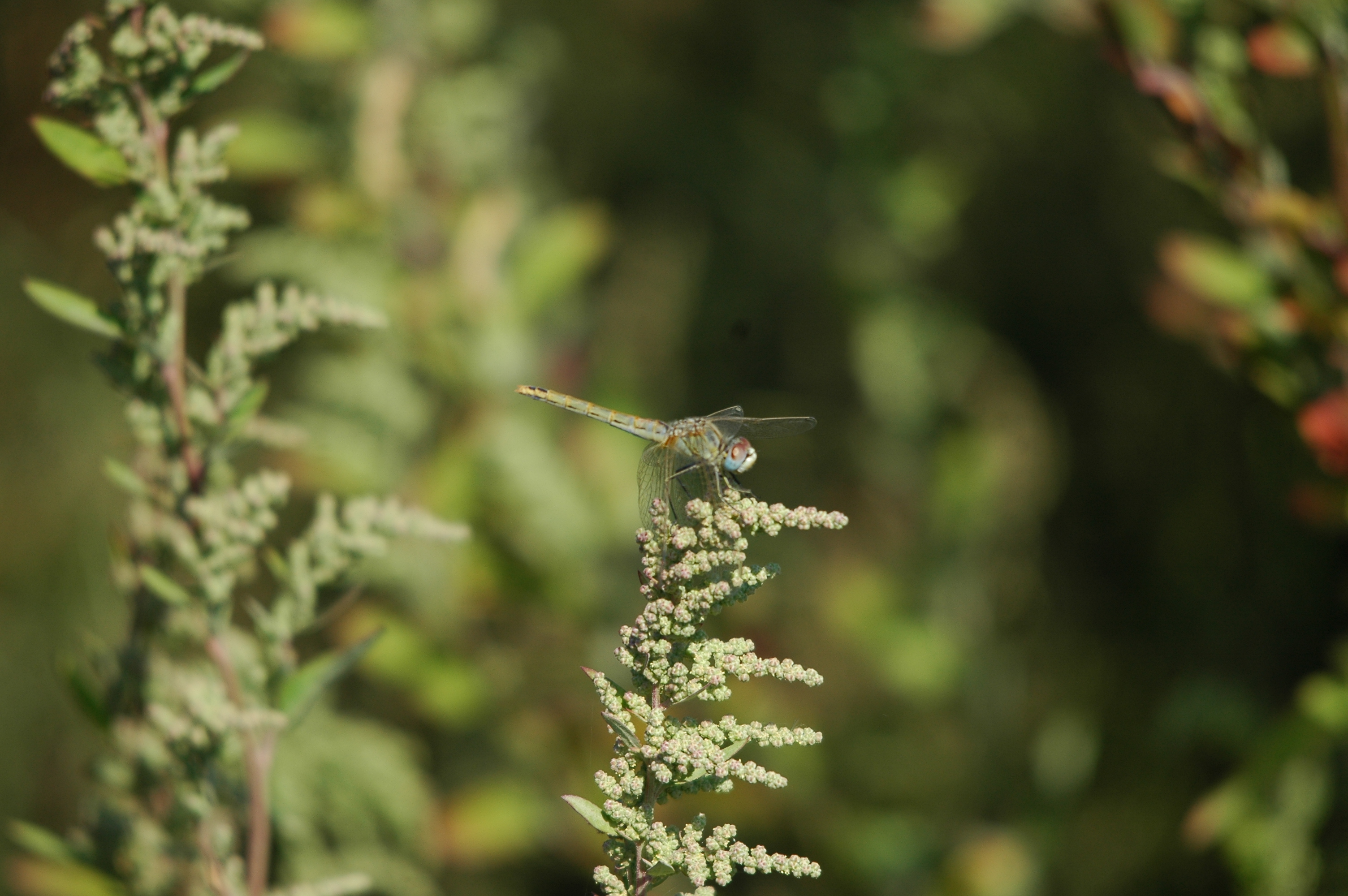photos/wildlife/Invertebrate_Species/Spain_2009/dsc_0693.jpg