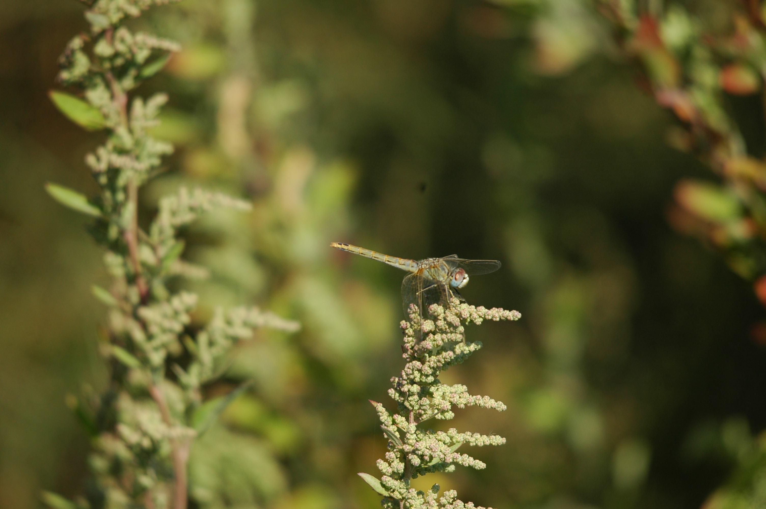 photos/wildlife/Invertebrate_Species/Spain_2009/dsc_0694.jpg