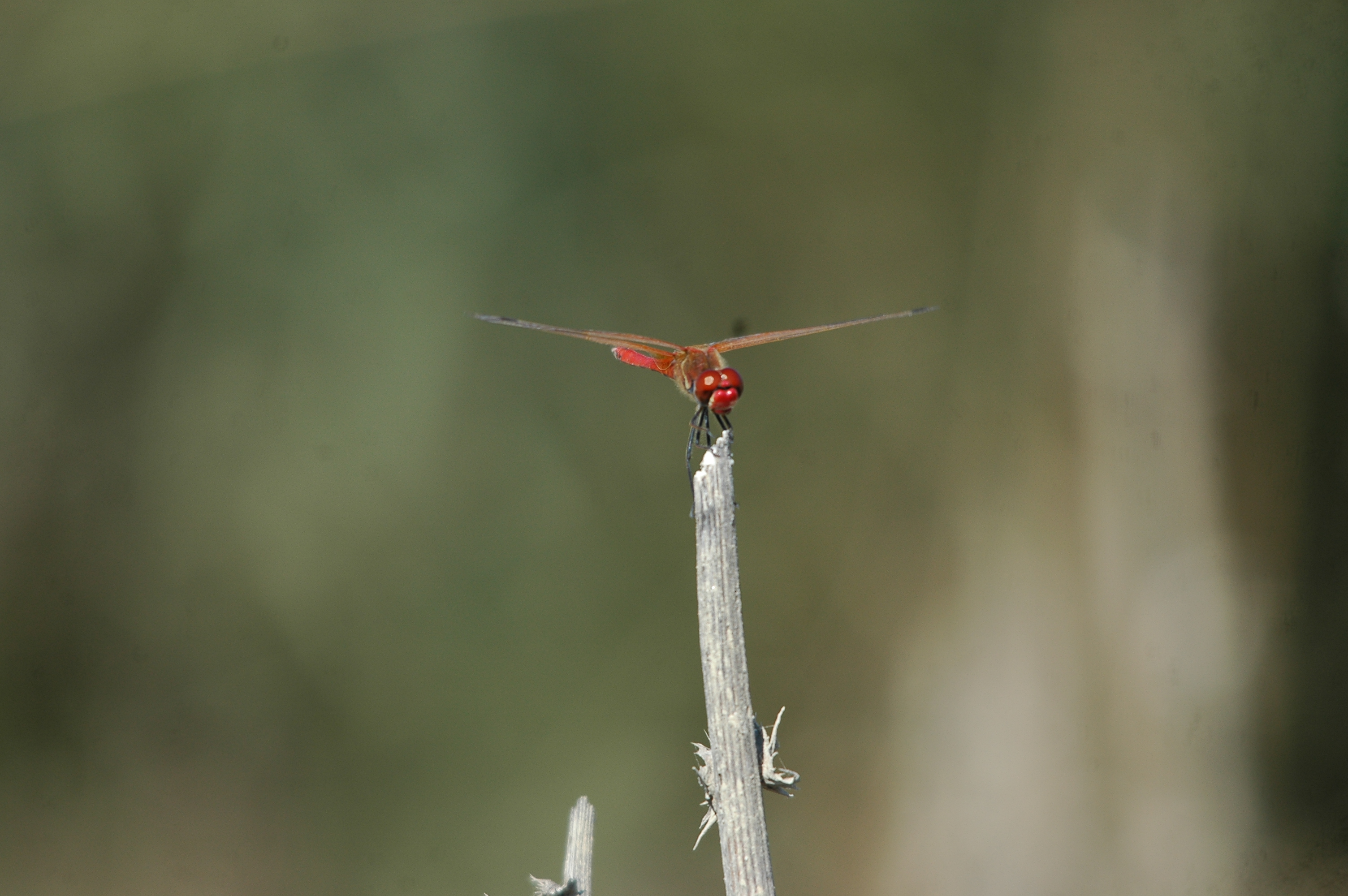 photos/wildlife/Invertebrate_Species/Spain_2009/dsc_0695.jpg