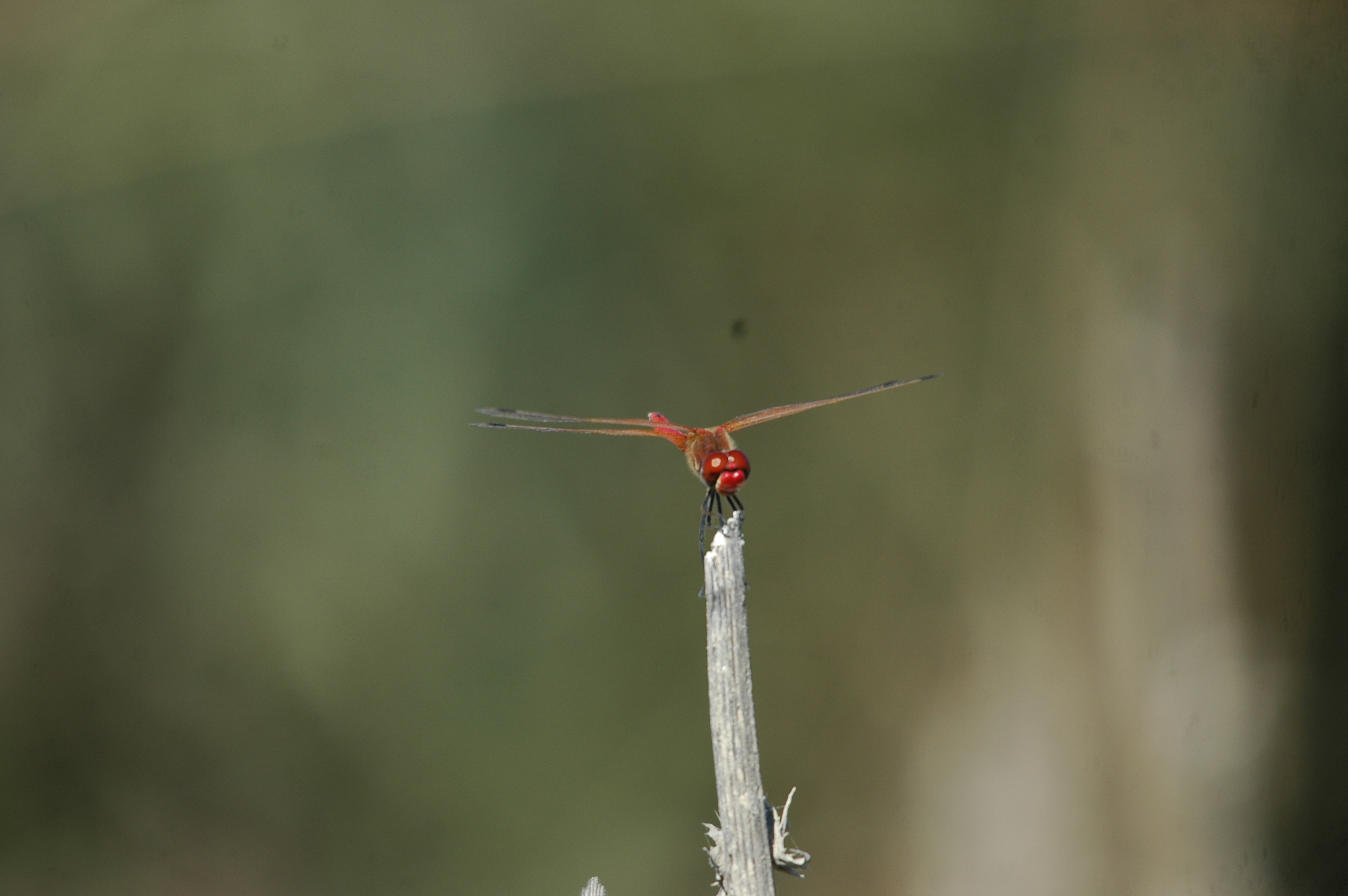 photos/wildlife/Invertebrate_Species/Spain_2009/dsc_0696.jpg
