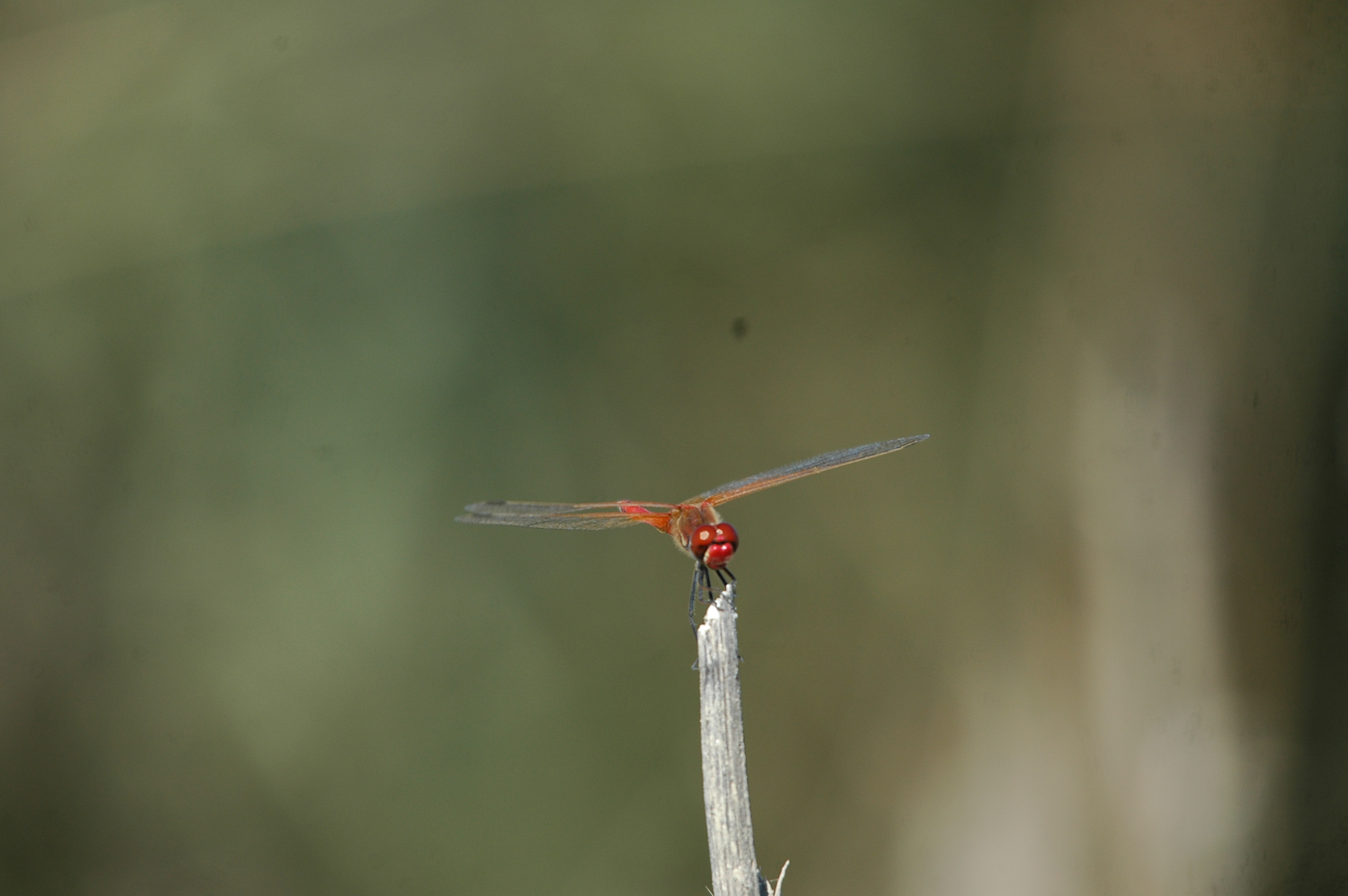 photos/wildlife/Invertebrate_Species/Spain_2009/dsc_0697.jpg