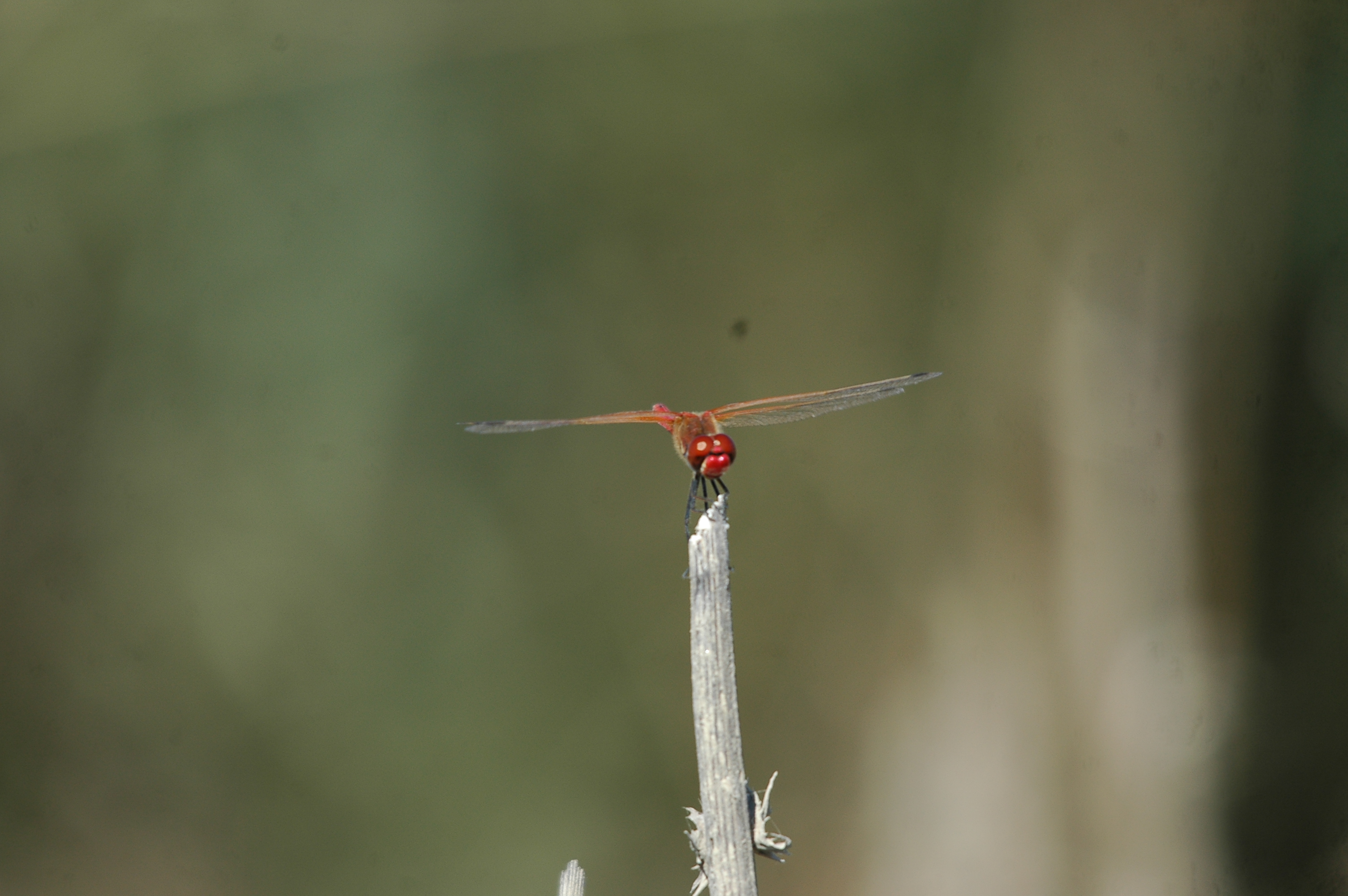 photos/wildlife/Invertebrate_Species/Spain_2009/dsc_0698.jpg