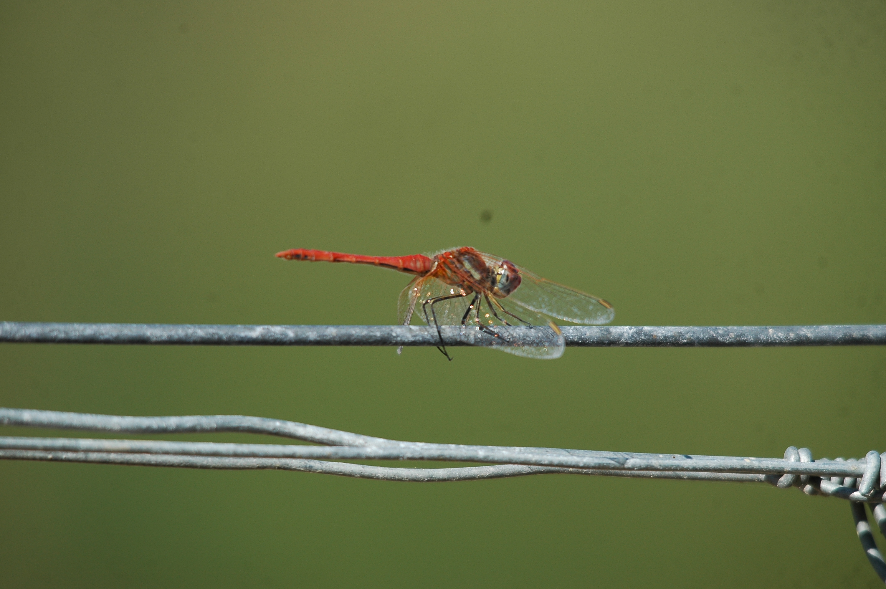 photos/wildlife/Invertebrate_Species/Spain_2009/dsc_0699.jpg