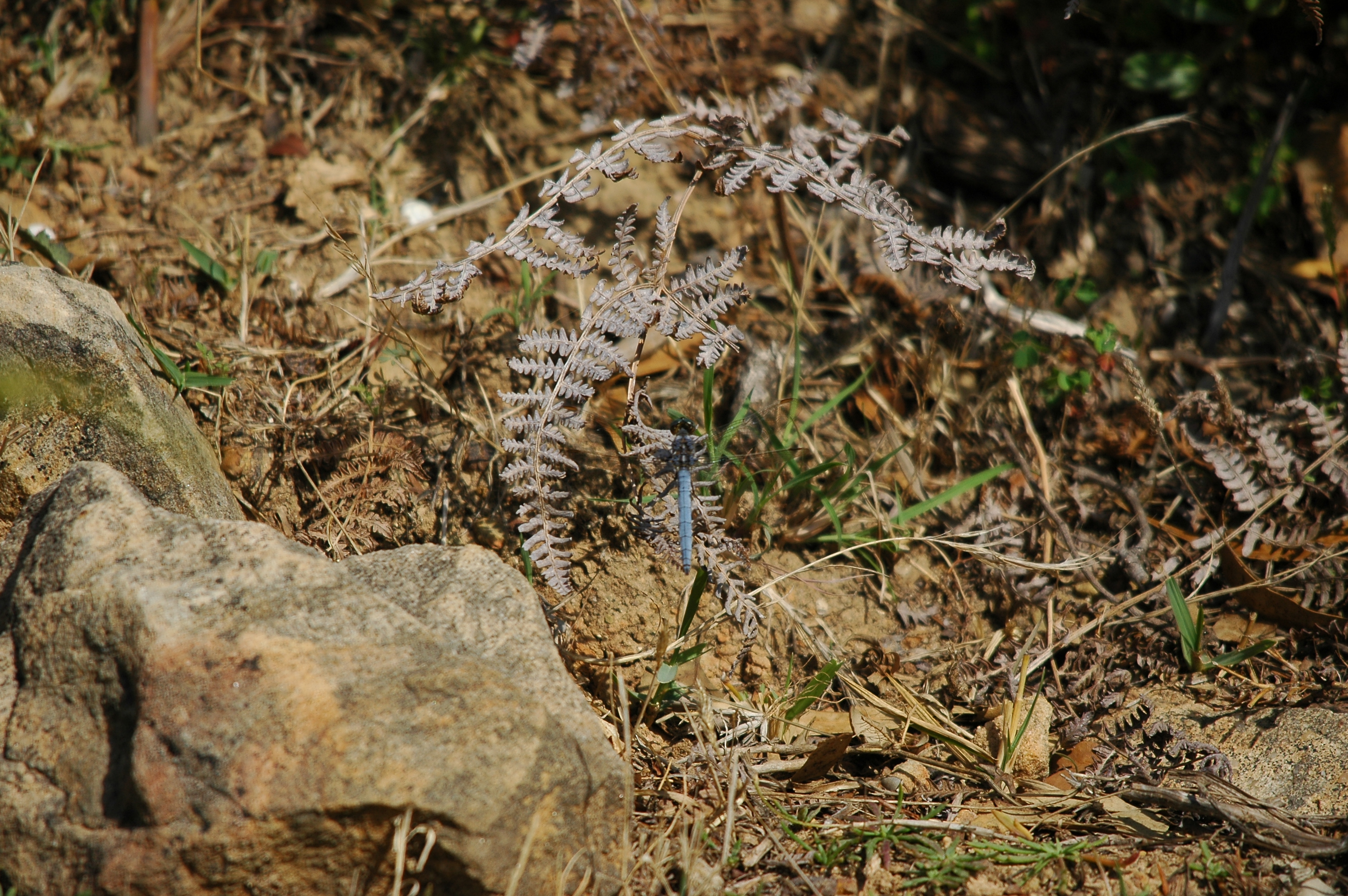 photos/wildlife/Invertebrate_Species/Spain_2009/dsc_0801.jpg