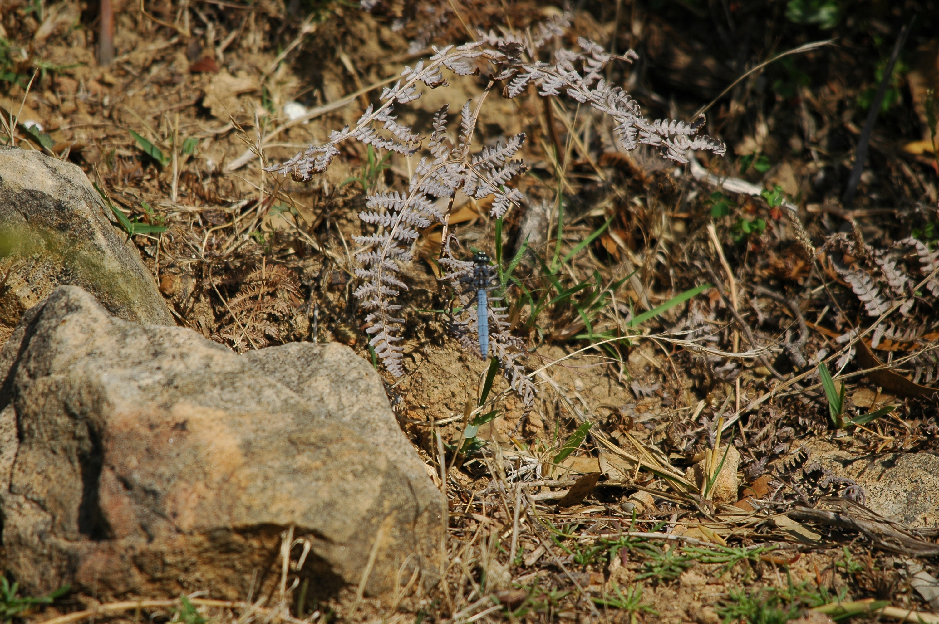 photos/wildlife/Invertebrate_Species/Spain_2009/dsc_0803.jpg