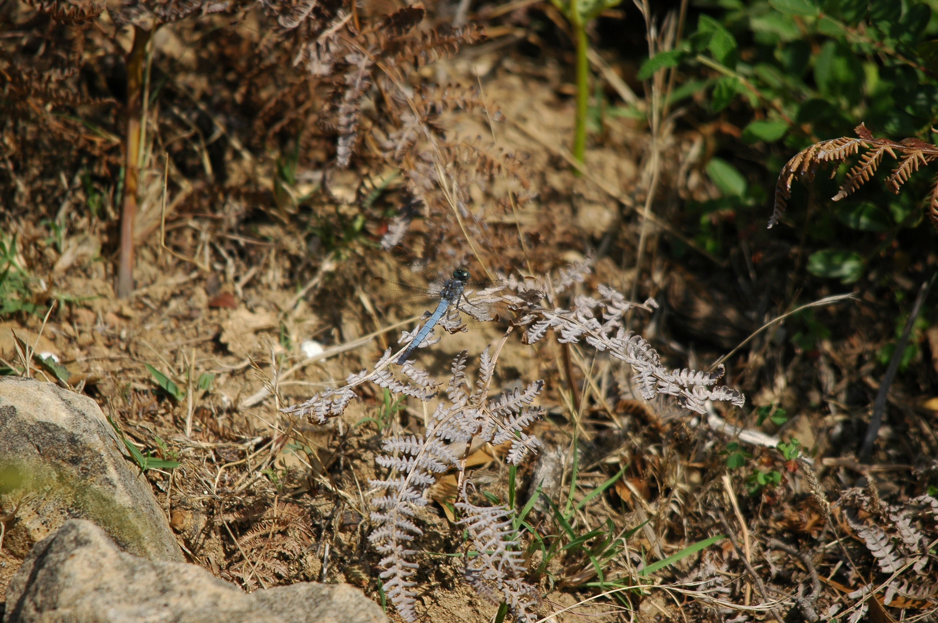 photos/wildlife/Invertebrate_Species/Spain_2009/dsc_0804.jpg