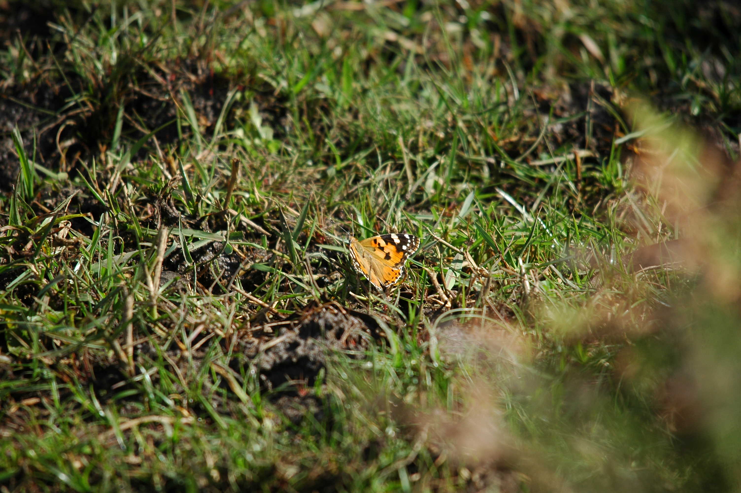 photos/wildlife/Invertebrate_Species/Spain_2009/dsc_0806.jpg
