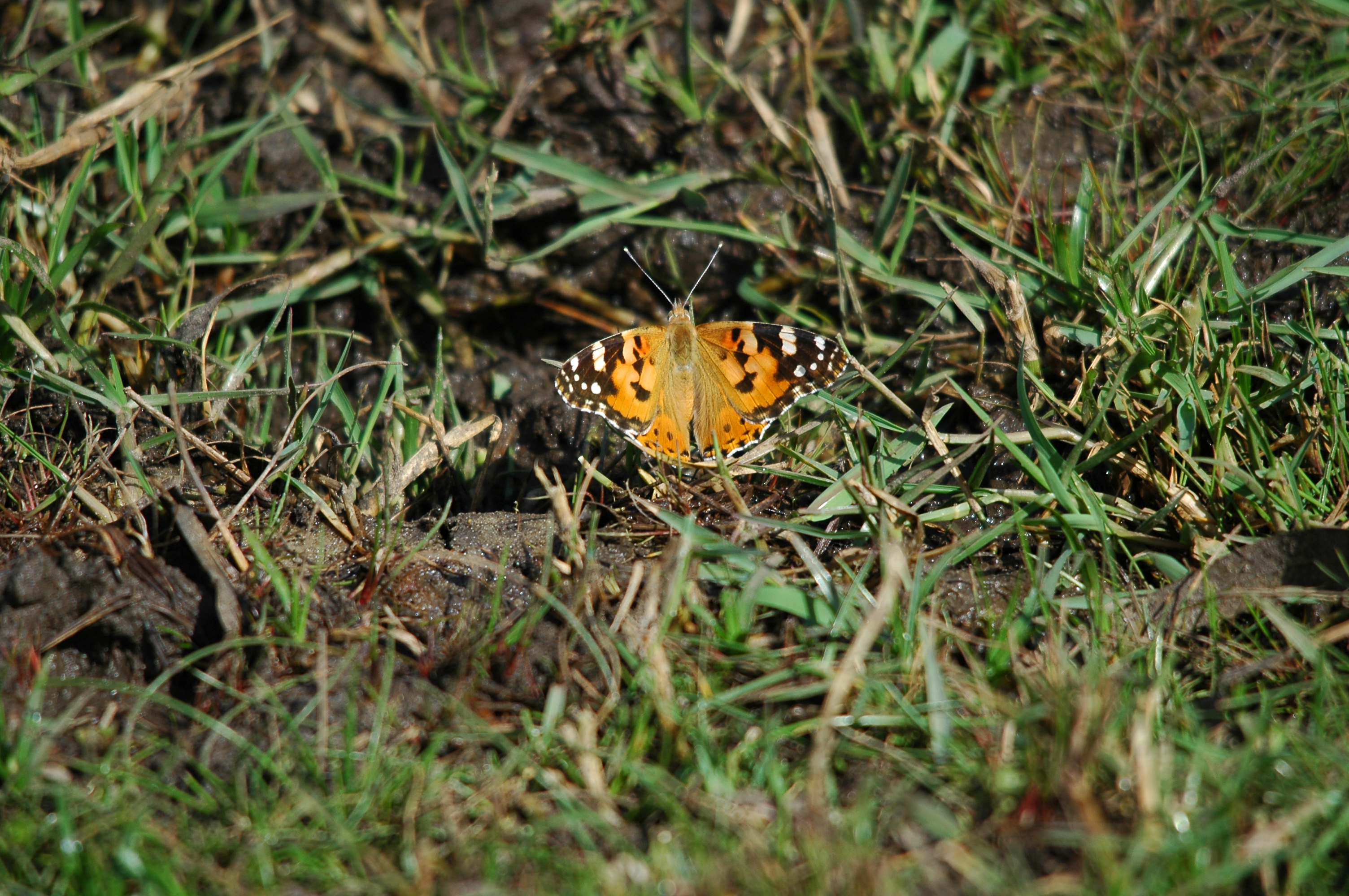 photos/wildlife/Invertebrate_Species/Spain_2009/dsc_0807.jpg