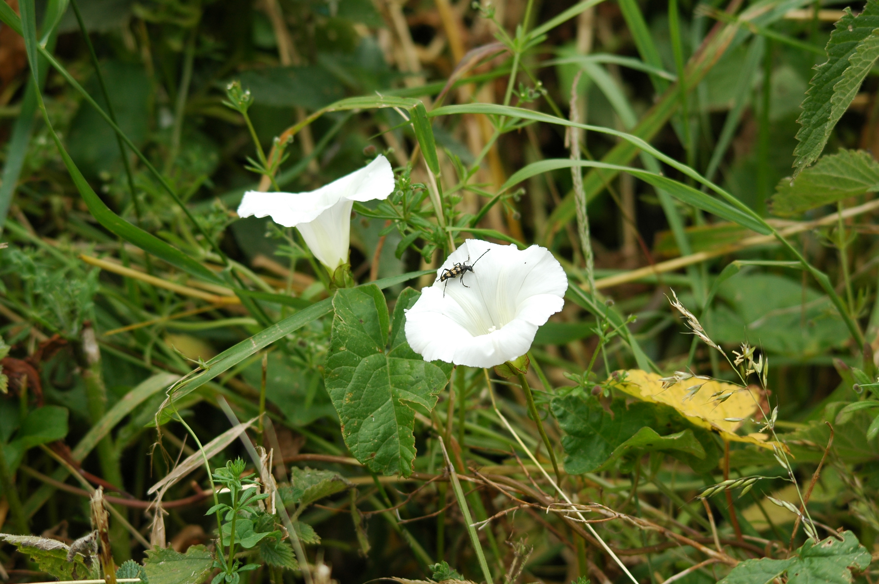 photos/wildlife/Invertebrate_Species/UK_unknown/20090628-Blacktoft-01.JPG