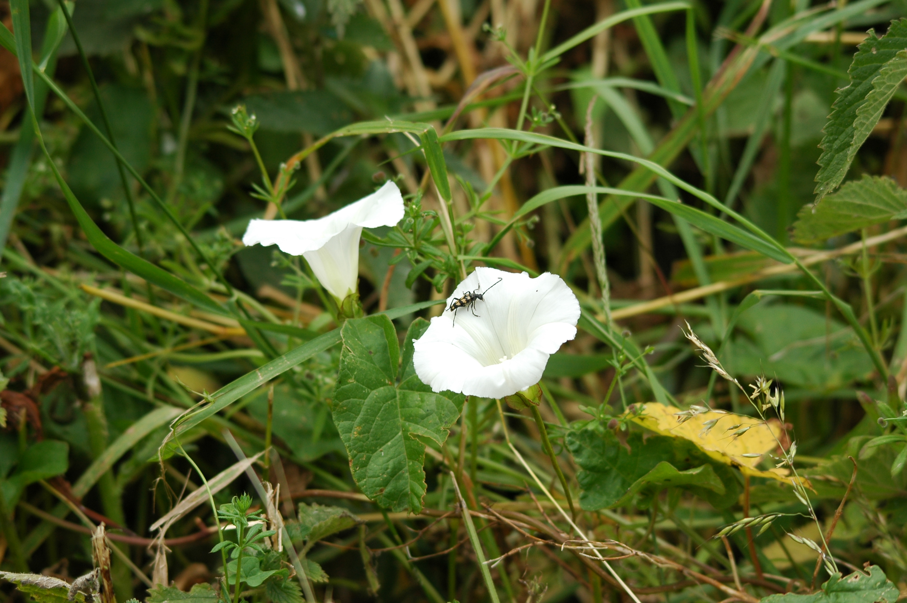photos/wildlife/Invertebrate_Species/UK_unknown/20090628-Blacktoft-02.JPG