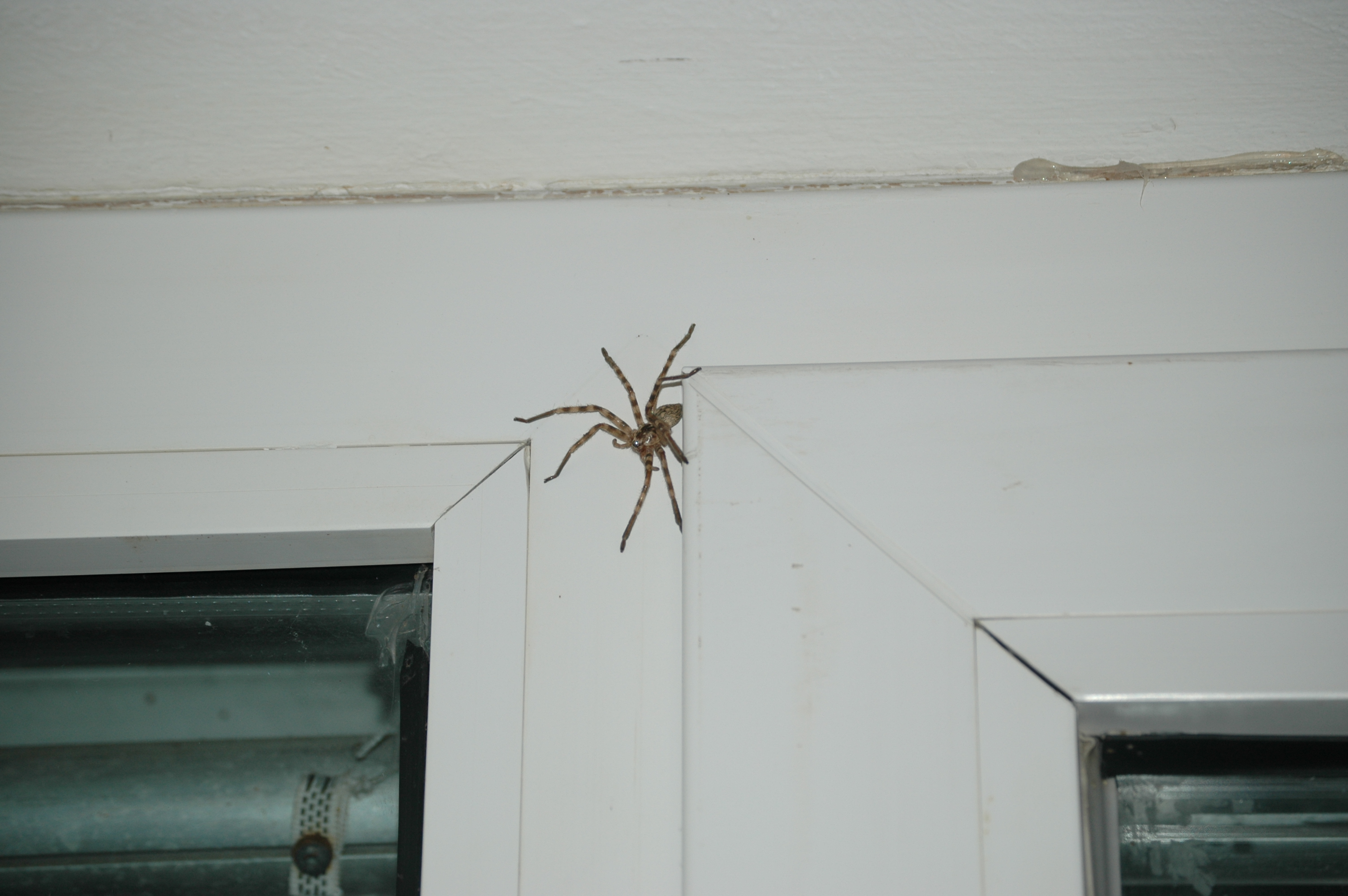 photos/wildlife/Invertebrate_Species/UK_unknown/DSC_0015.JPG