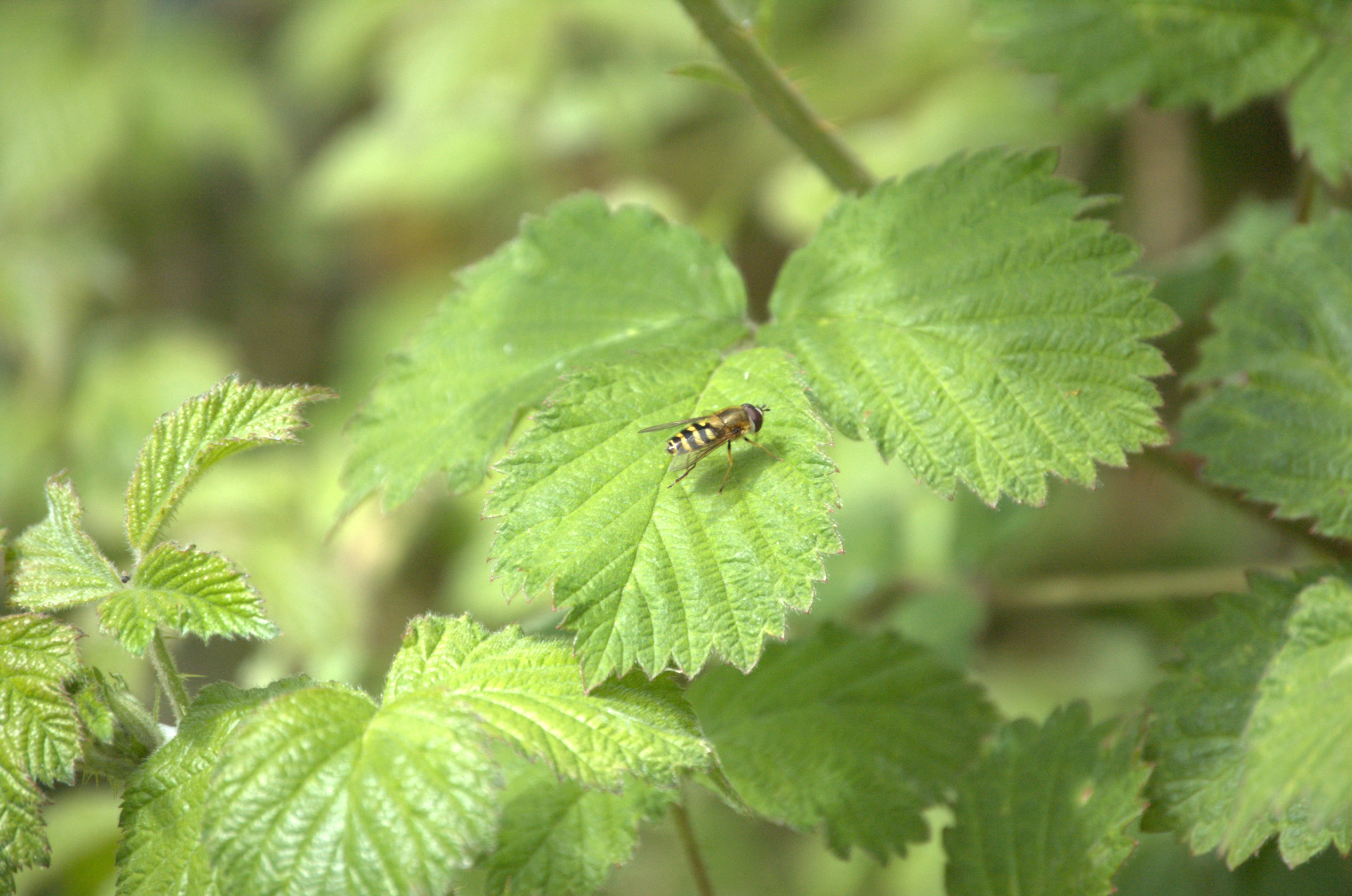 photos/wildlife/Invertebrate_Species/UK_unknown/DSC_2081.jpg