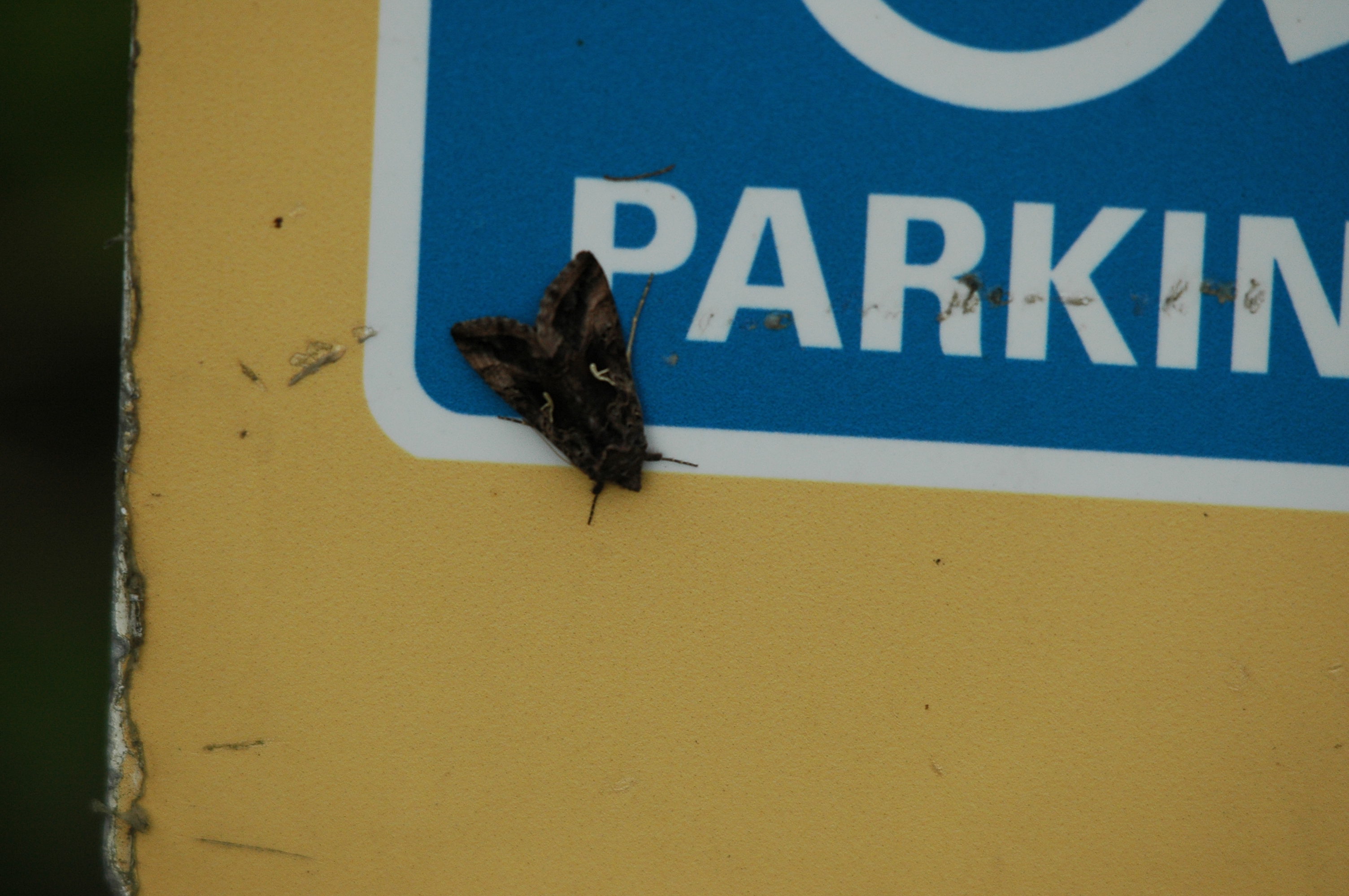 photos/wildlife/Invertebrate_Species/UK_unknown/DSC_3628.JPG