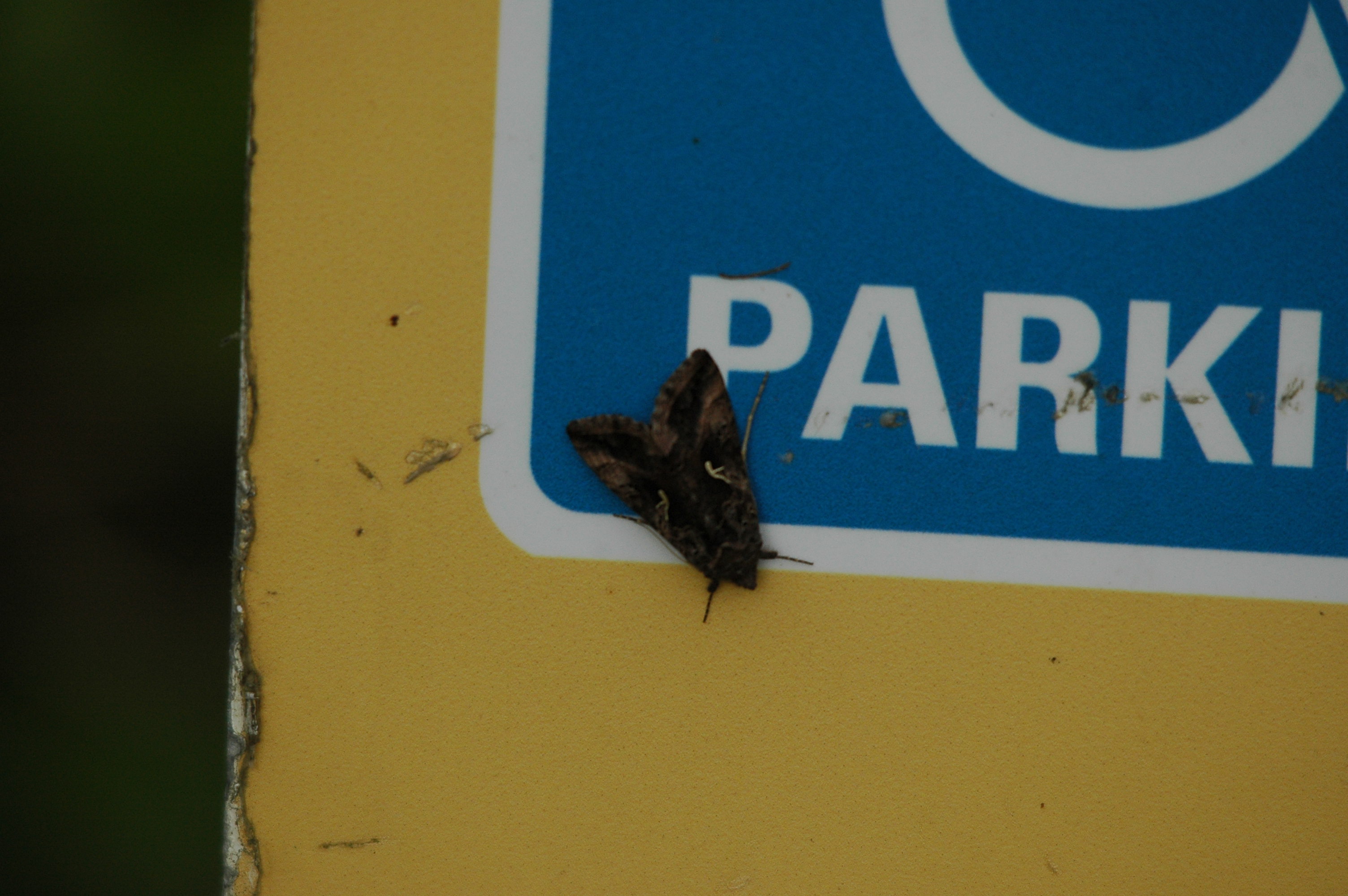 photos/wildlife/Invertebrate_Species/UK_unknown/DSC_3629.JPG