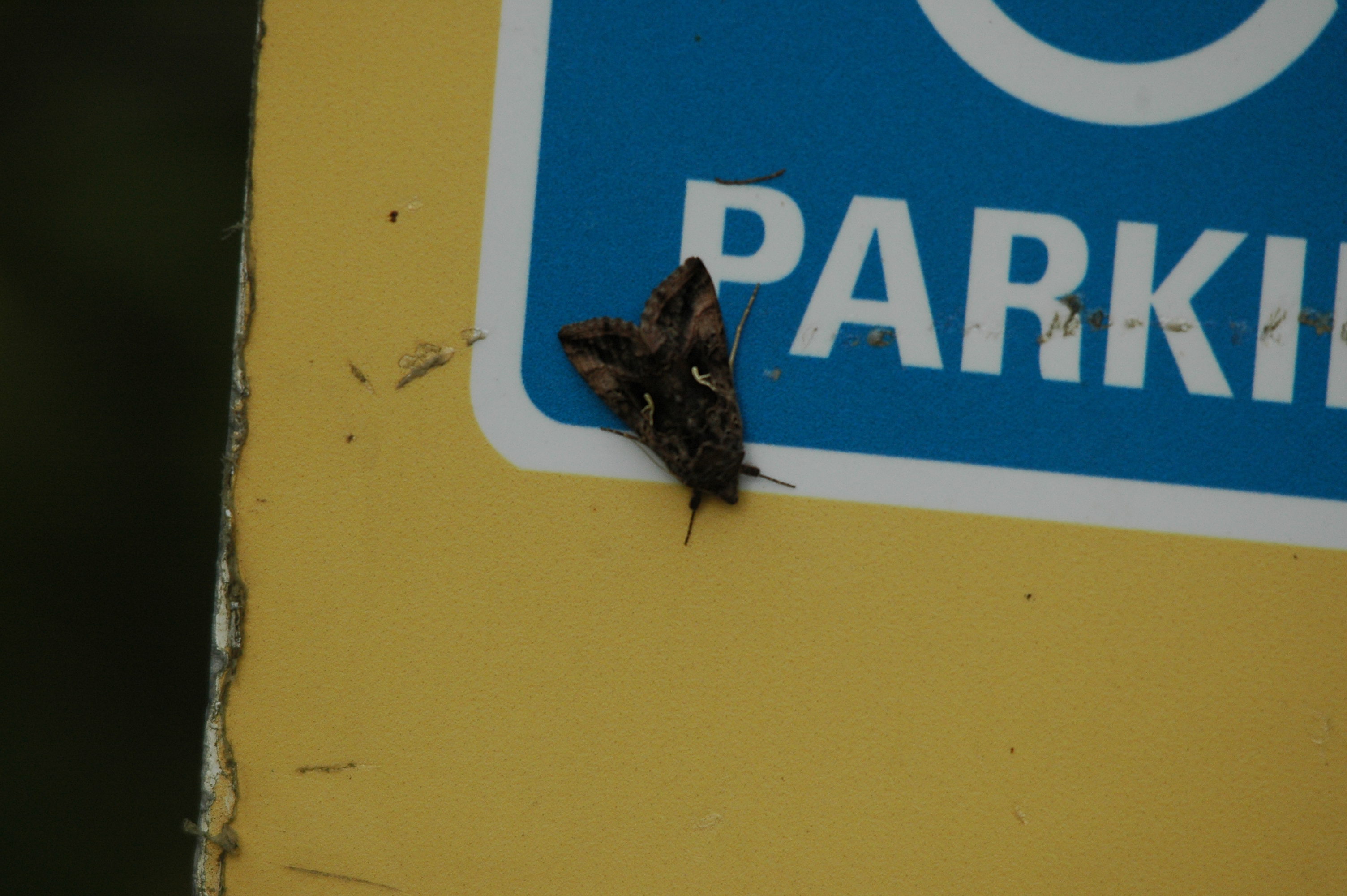 photos/wildlife/Invertebrate_Species/UK_unknown/DSC_3632.JPG