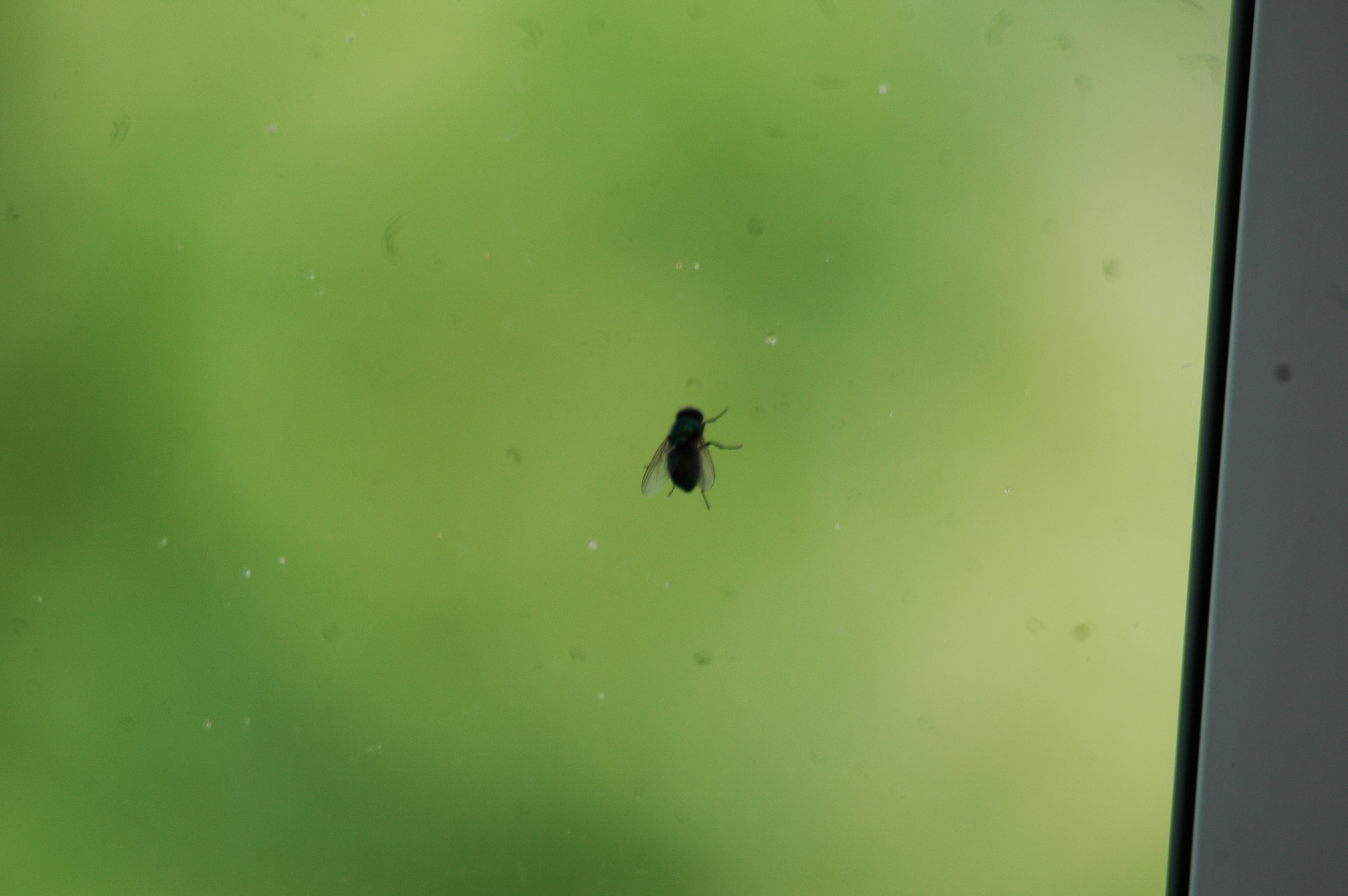 photos/wildlife/Invertebrate_Species/UK_unknown/dsc_2136.jpg