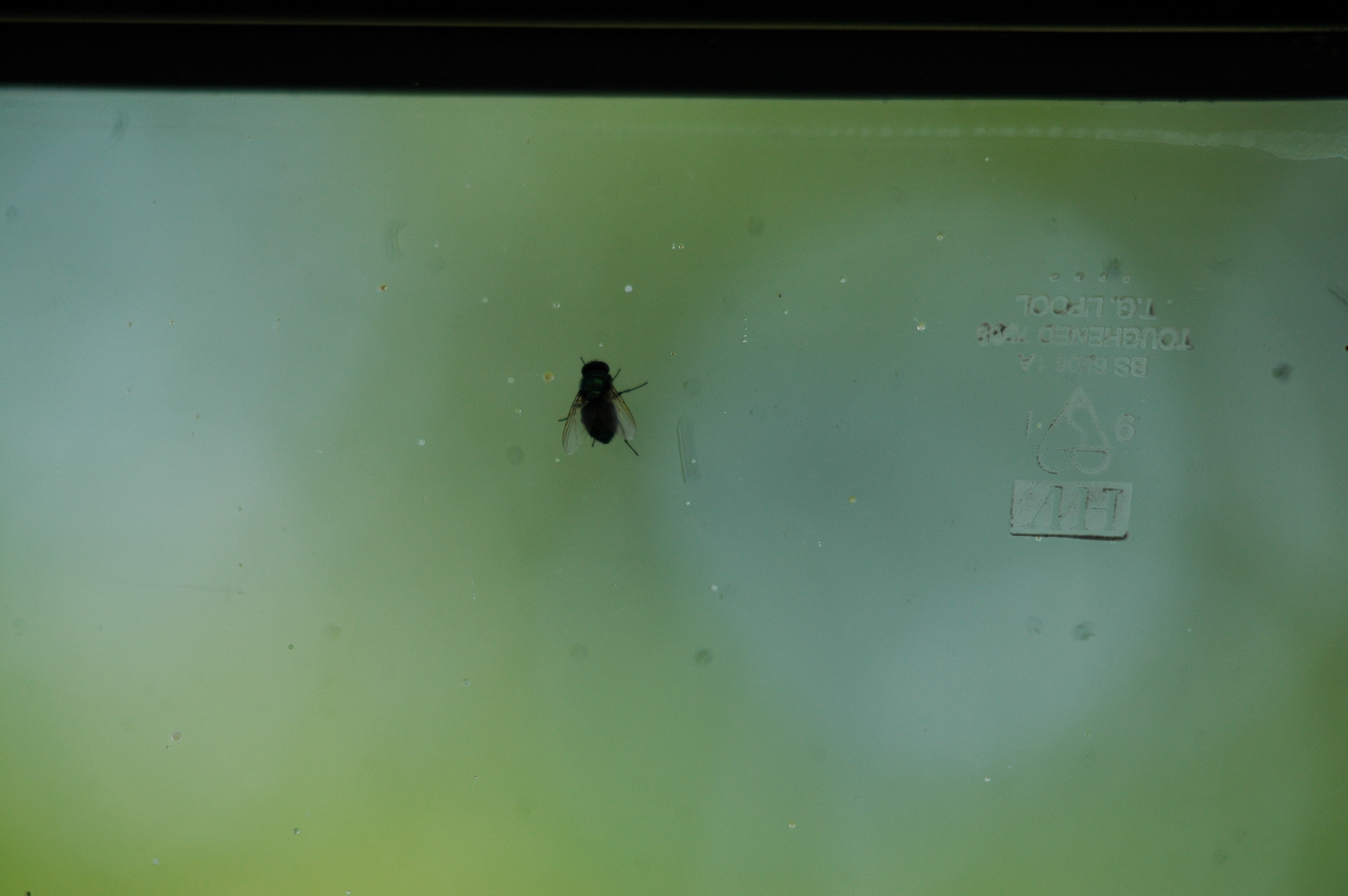 photos/wildlife/Invertebrate_Species/UK_unknown/dsc_2137.jpg
