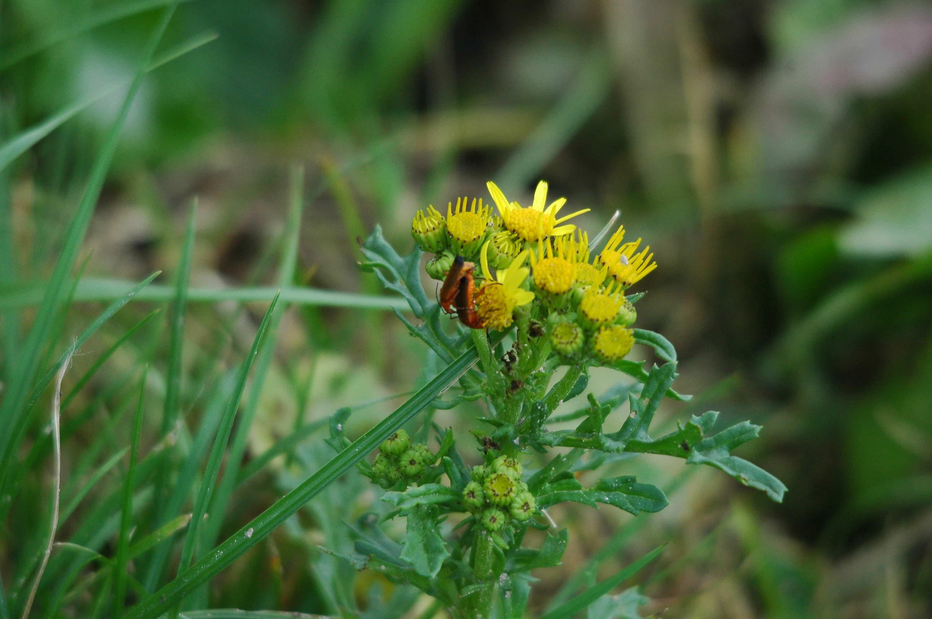 photos/wildlife/Invertebrate_Species/UK_unknown/dsc_2680.jpg
