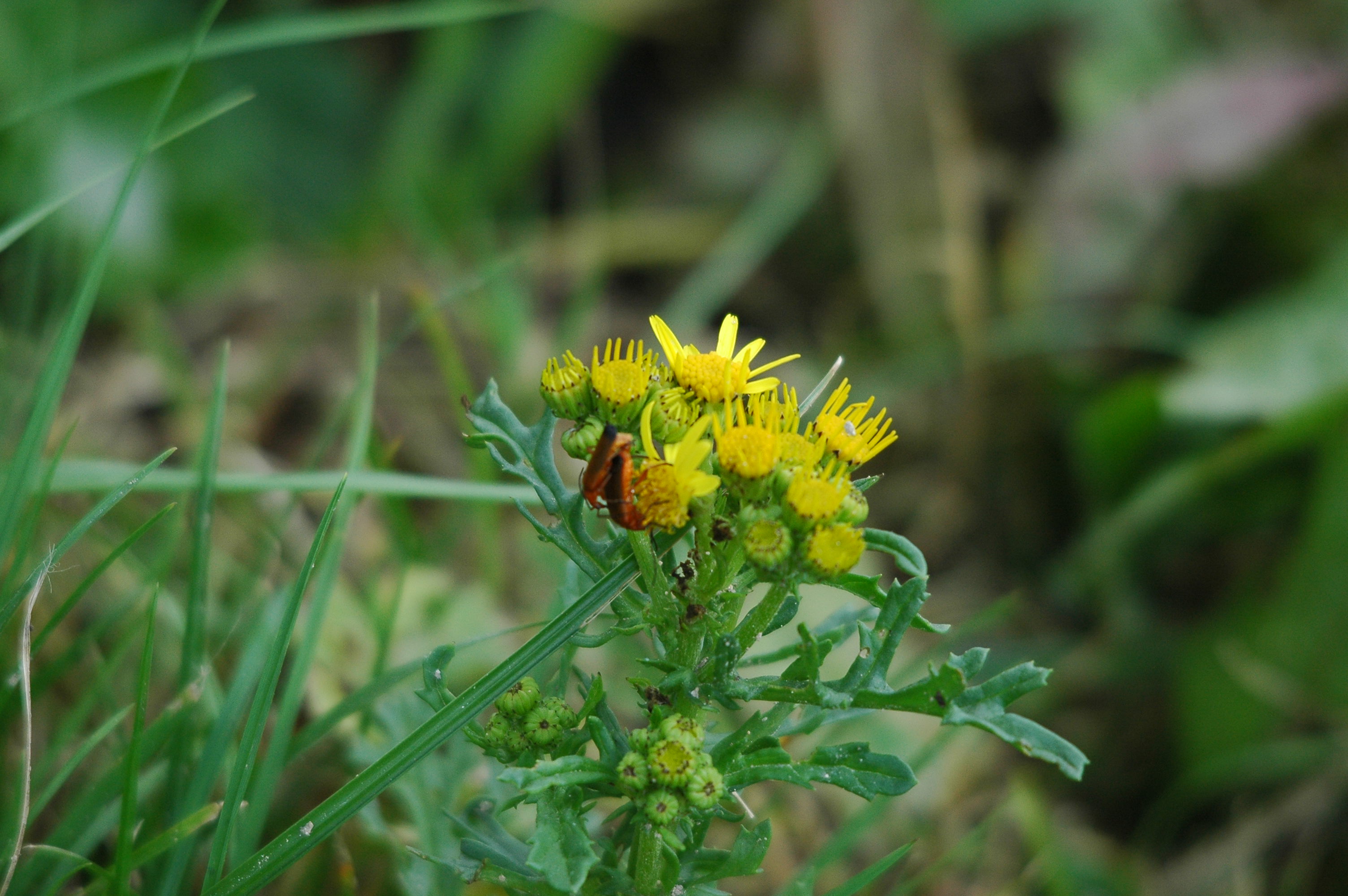 photos/wildlife/Invertebrate_Species/UK_unknown/dsc_2682.jpg