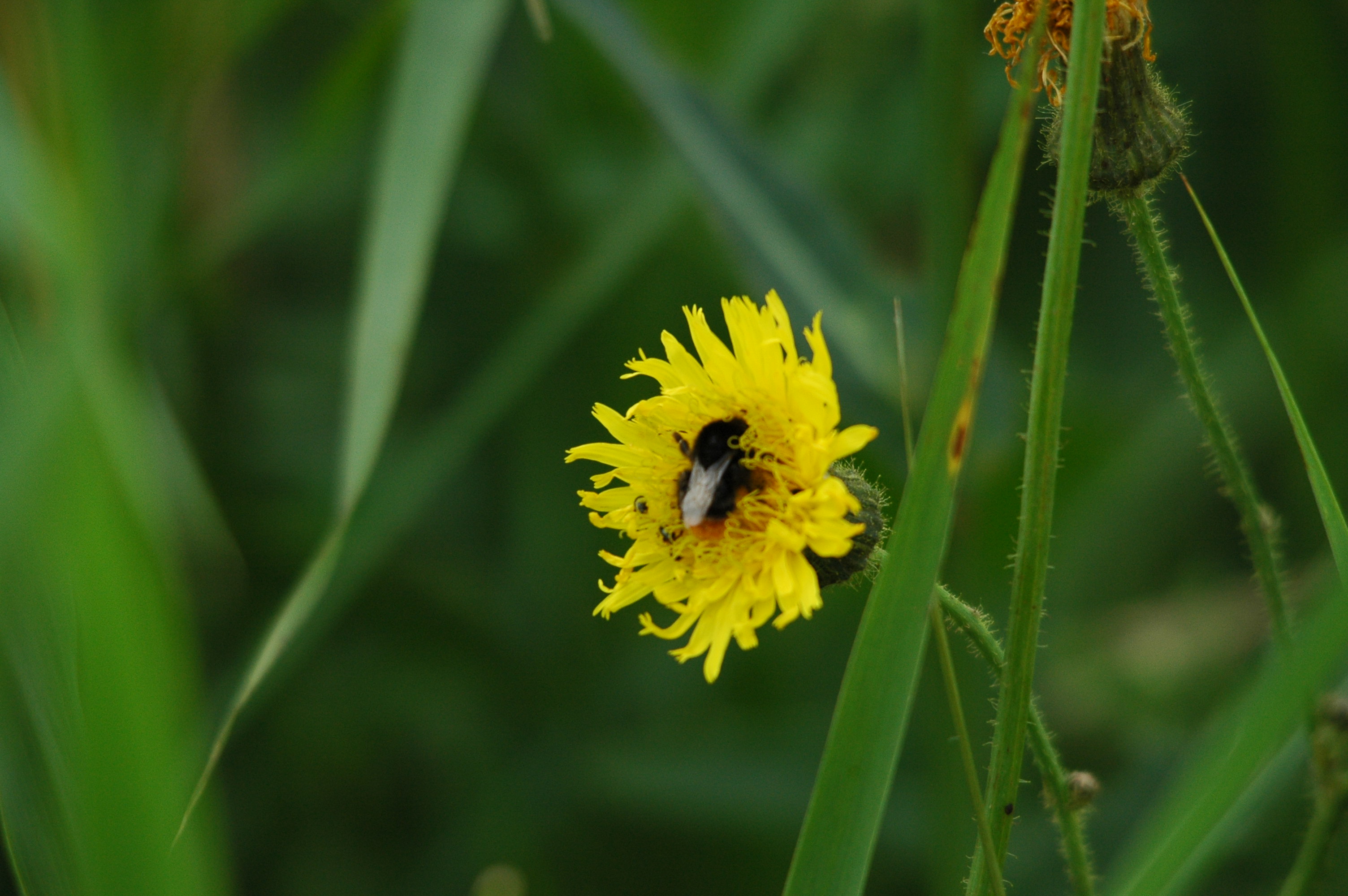 photos/wildlife/Invertebrate_Species/UK_unknown/dsc_2687.jpg