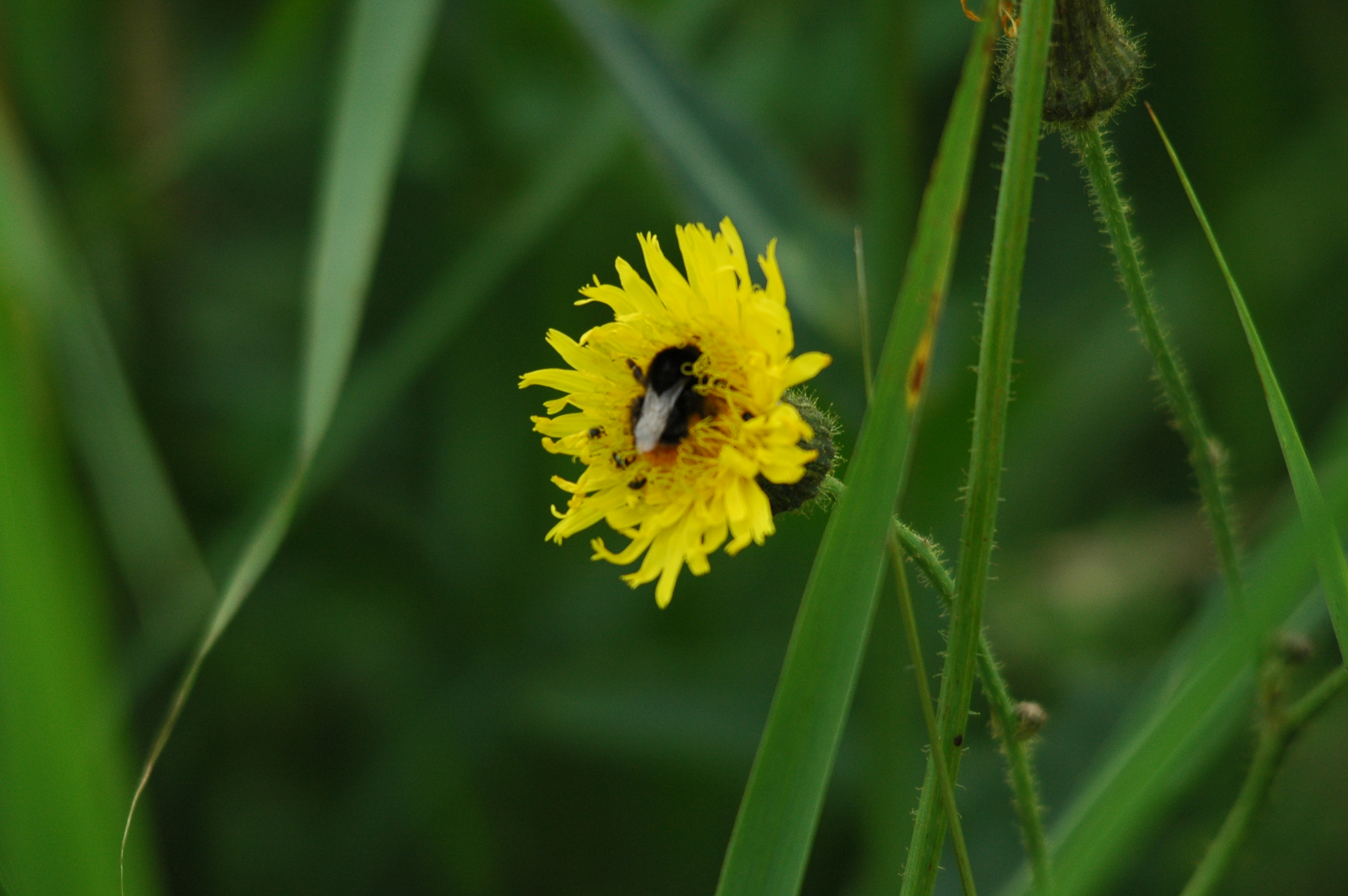 photos/wildlife/Invertebrate_Species/UK_unknown/dsc_2688.jpg