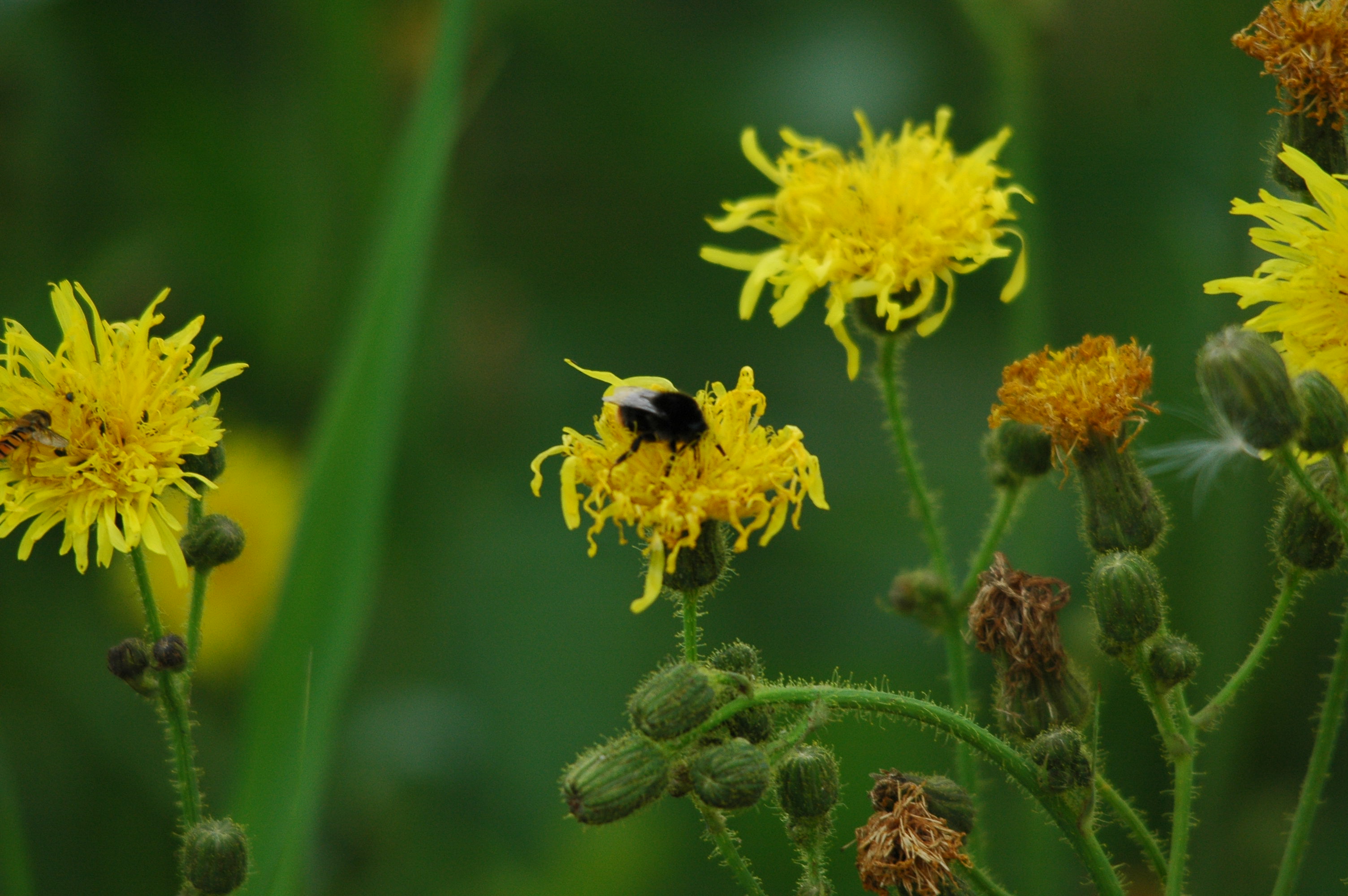 photos/wildlife/Invertebrate_Species/UK_unknown/dsc_2689.jpg