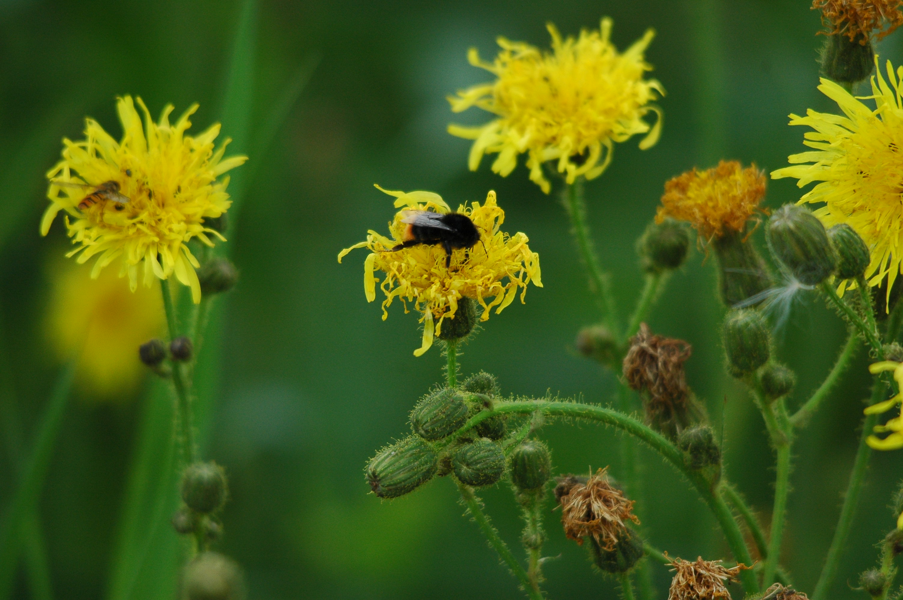 photos/wildlife/Invertebrate_Species/UK_unknown/dsc_2690.jpg