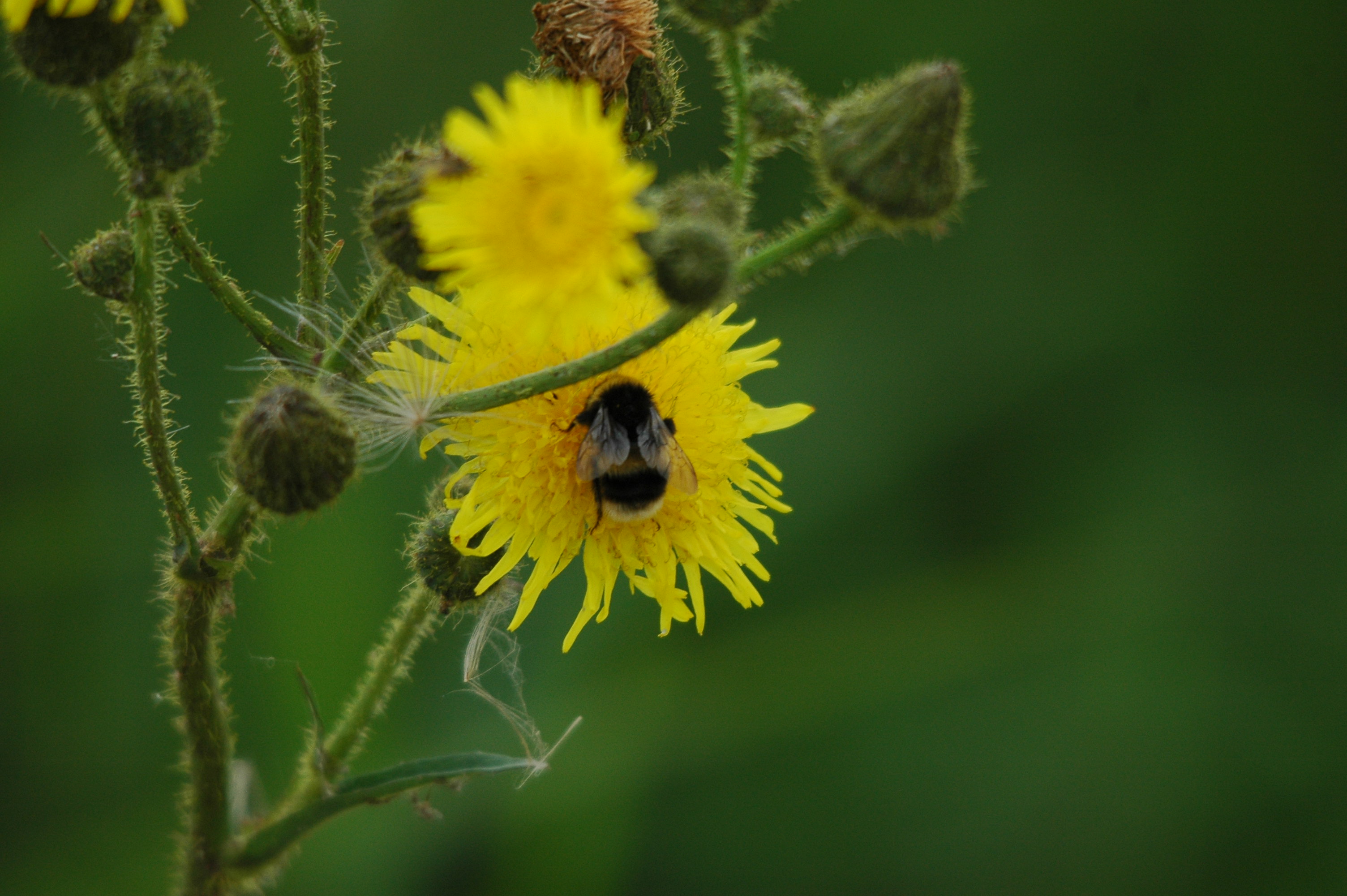 photos/wildlife/Invertebrate_Species/UK_unknown/dsc_2693.jpg