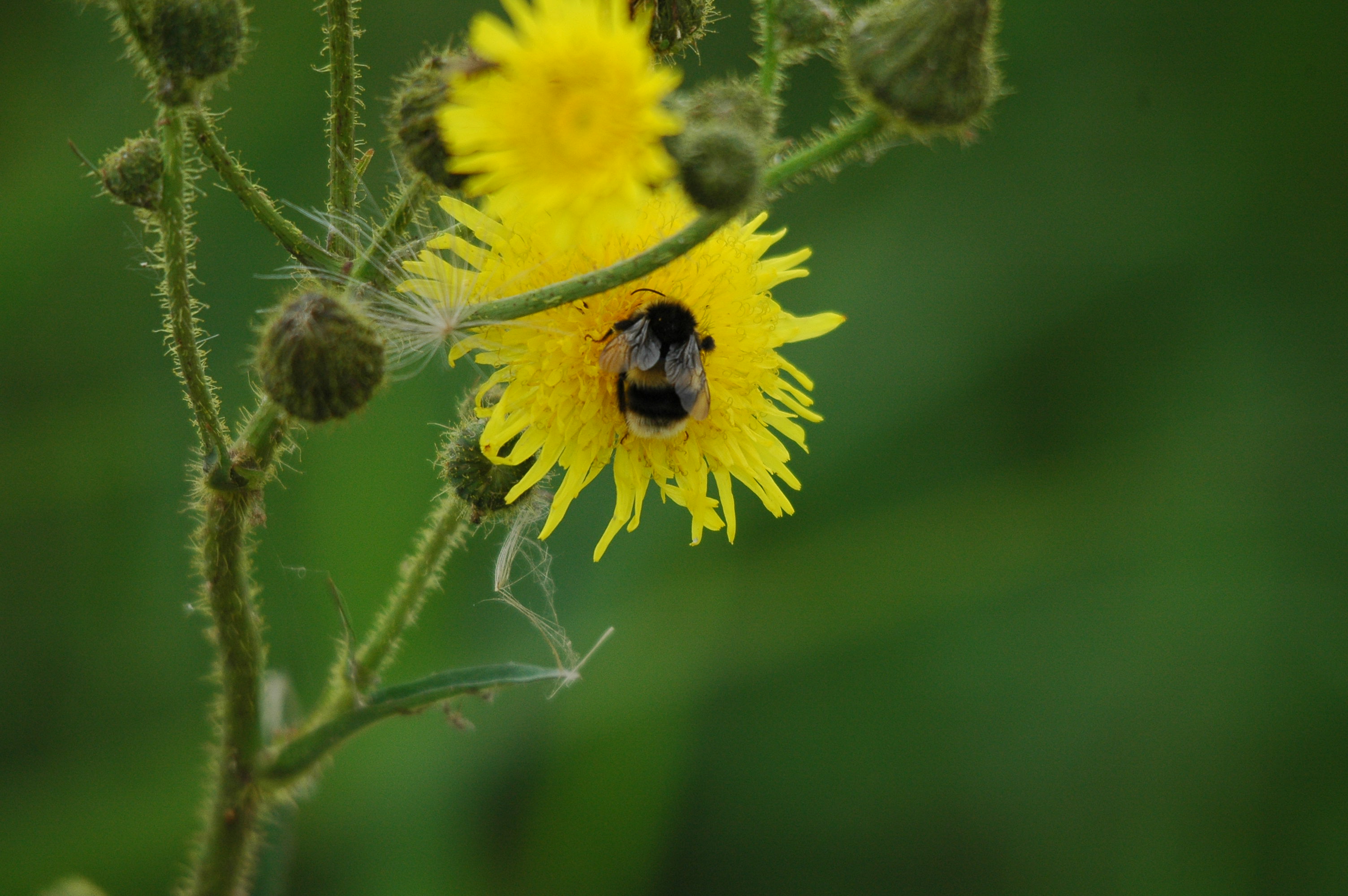 photos/wildlife/Invertebrate_Species/UK_unknown/dsc_2694.jpg