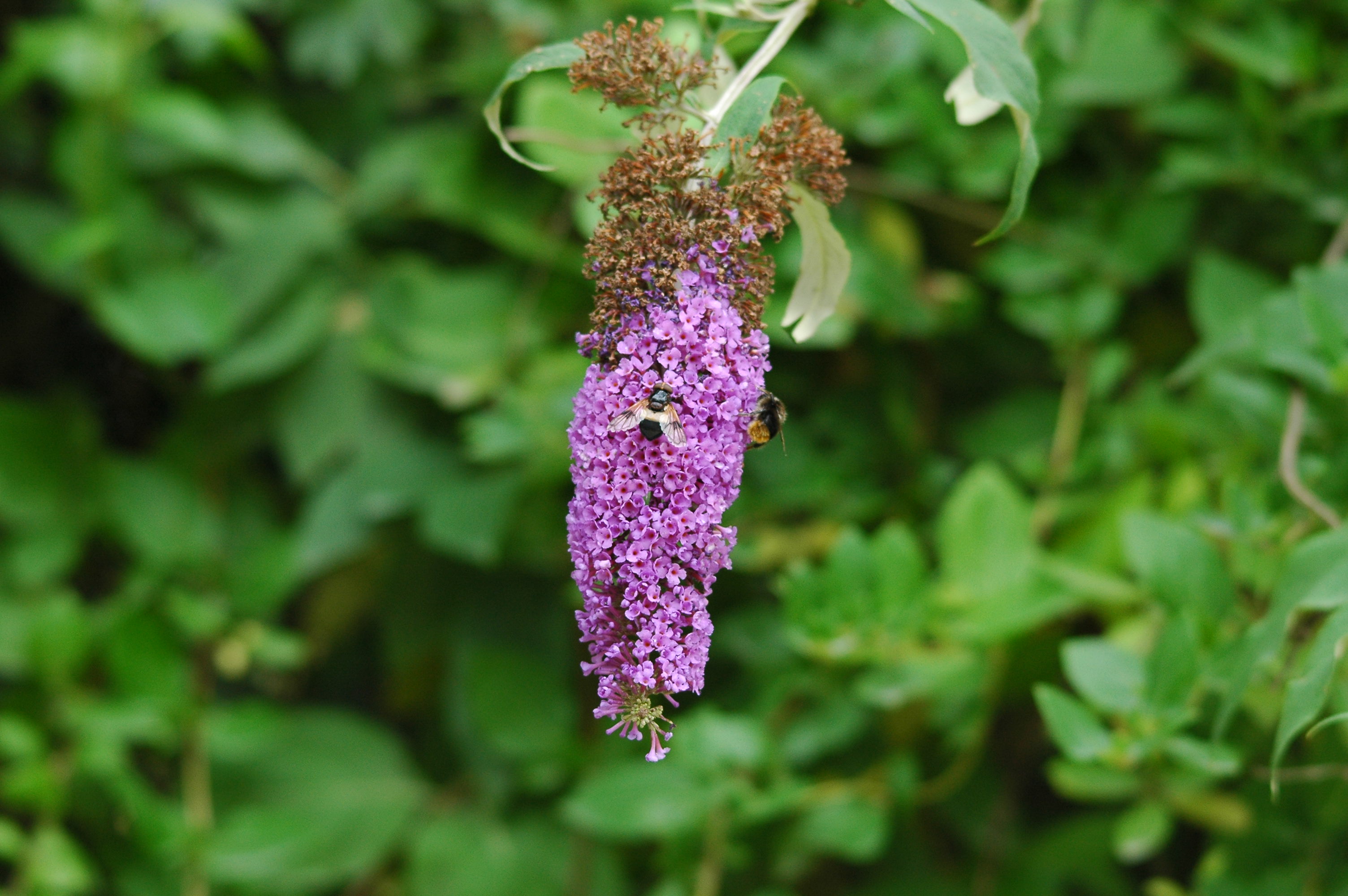 photos/wildlife/Invertebrate_Species/UK_unknown/dsc_2873.jpg
