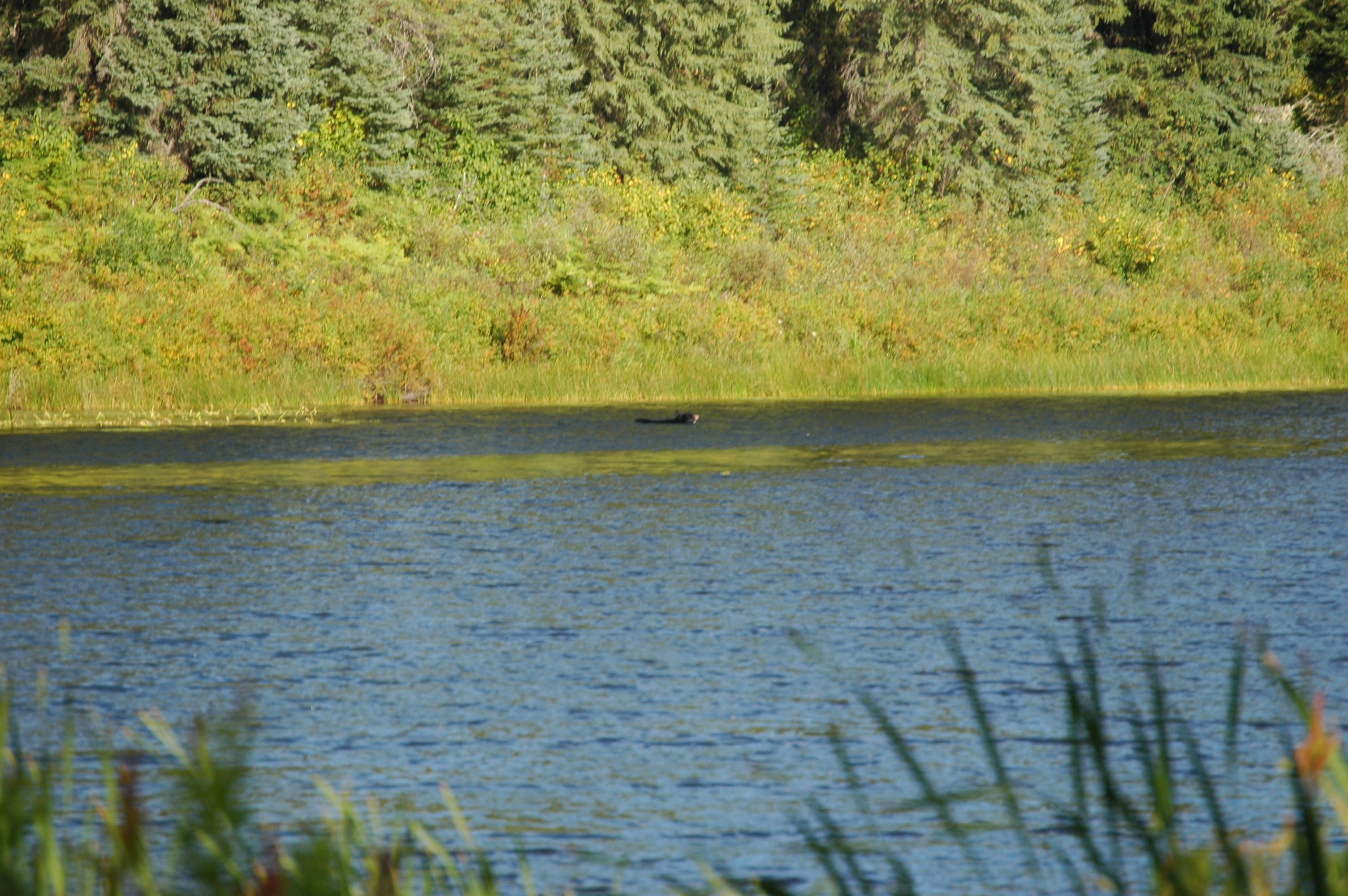 photos/wildlife/Mammal_Species/American_Black_Bear/20070912-Canada-01.jpg