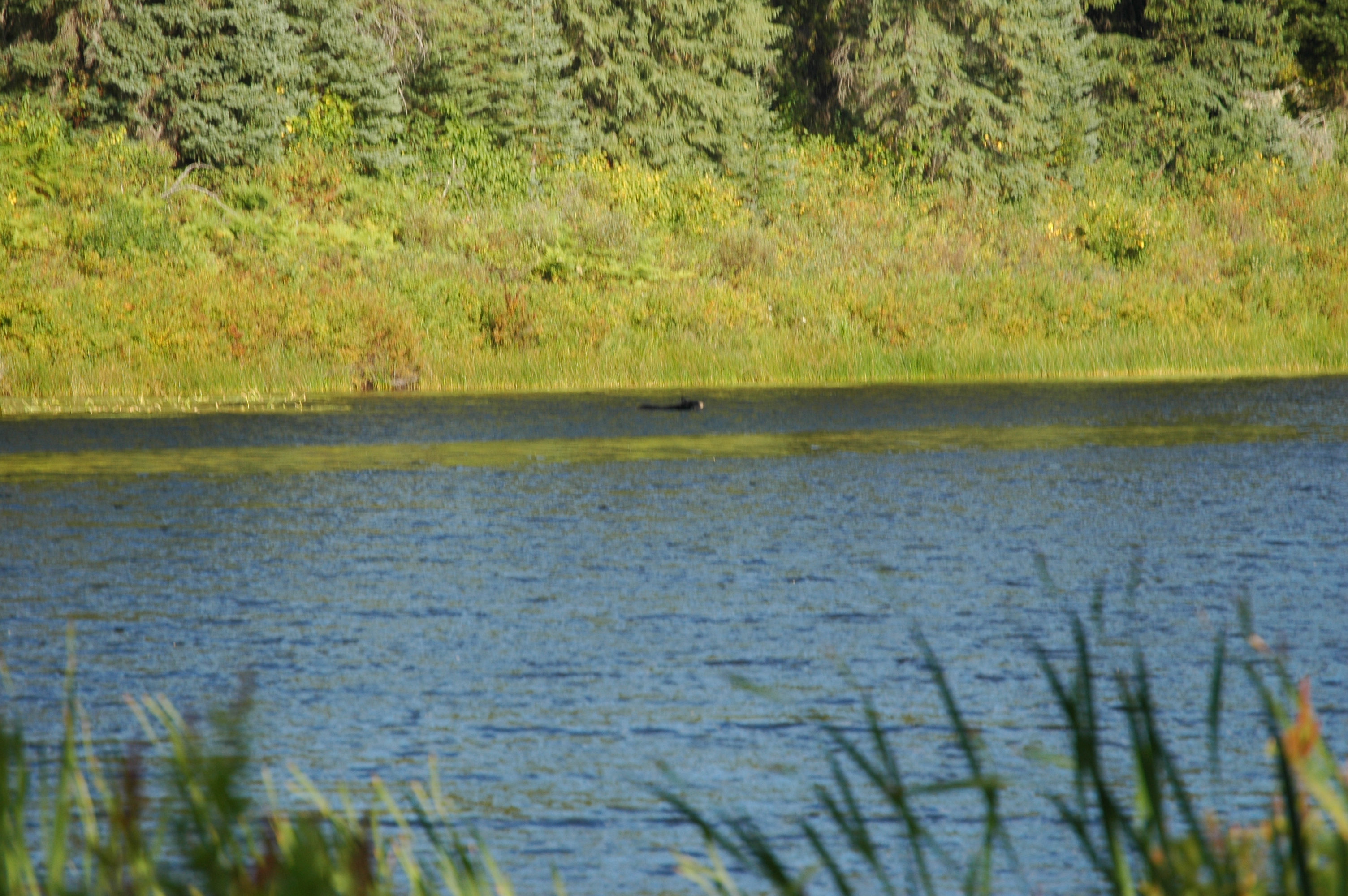 photos/wildlife/Mammal_Species/American_Black_Bear/20070912-Canada-02.jpg