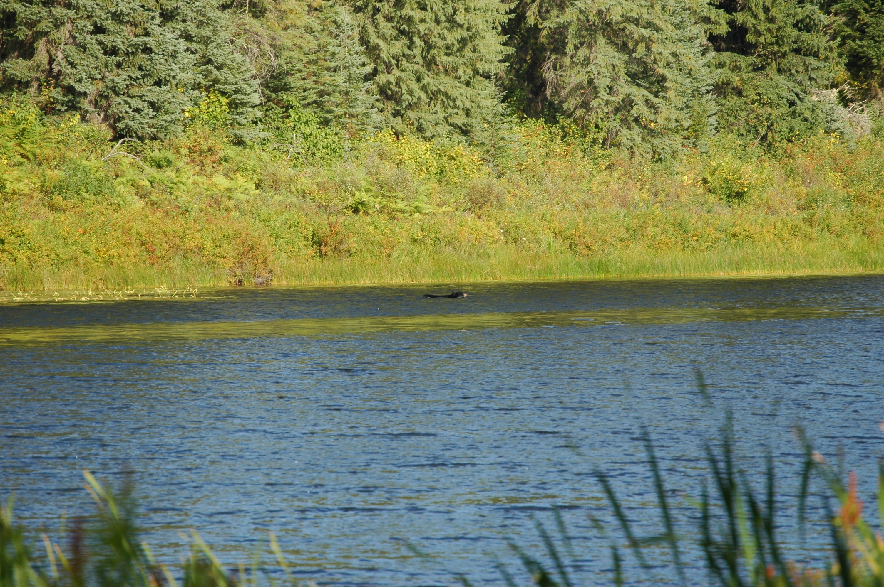 photos/wildlife/Mammal_Species/American_Black_Bear/20070912-Canada-03.jpg