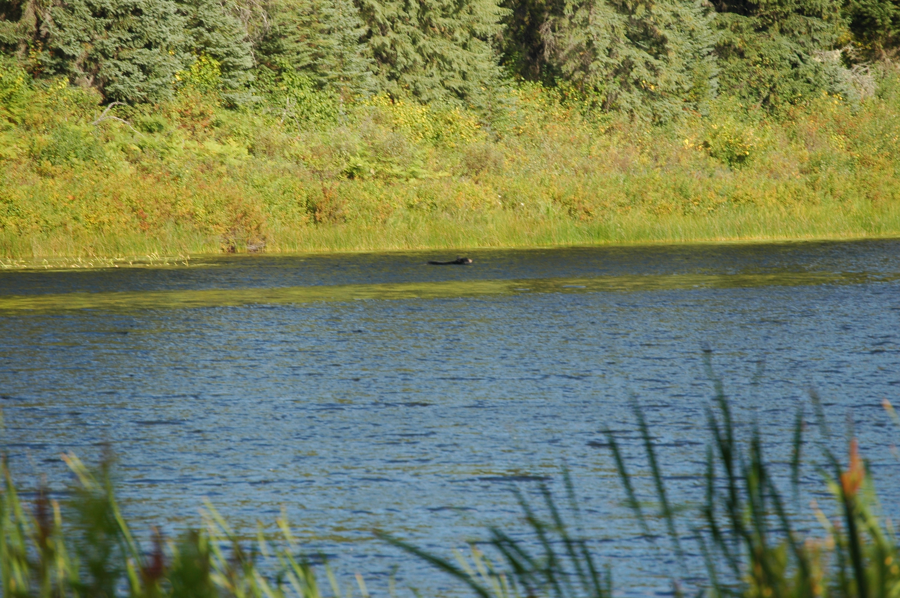 photos/wildlife/Mammal_Species/American_Black_Bear/20070912-Canada-04.jpg
