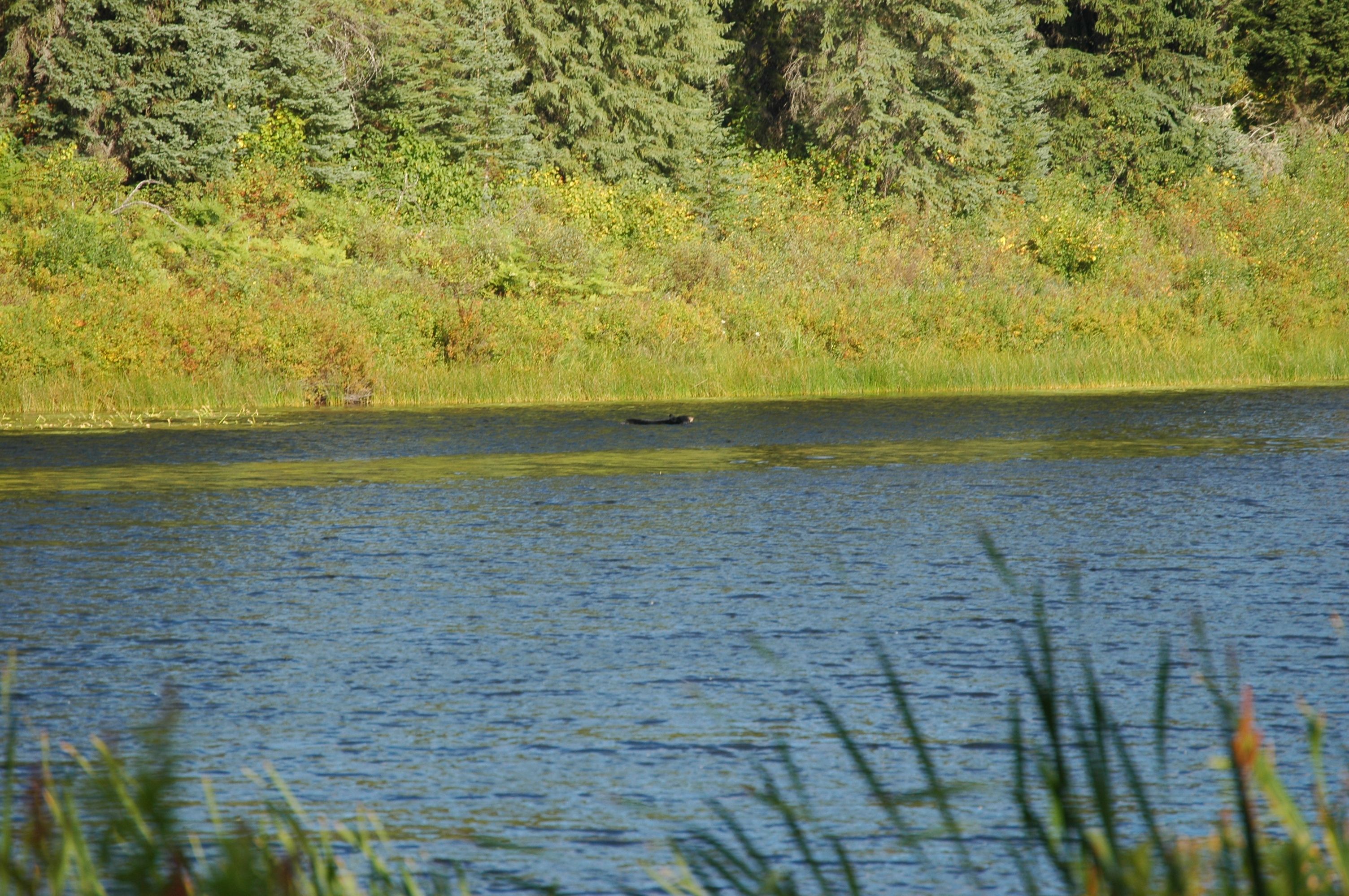 photos/wildlife/Mammal_Species/American_Black_Bear/20070912-Canada-05.jpg