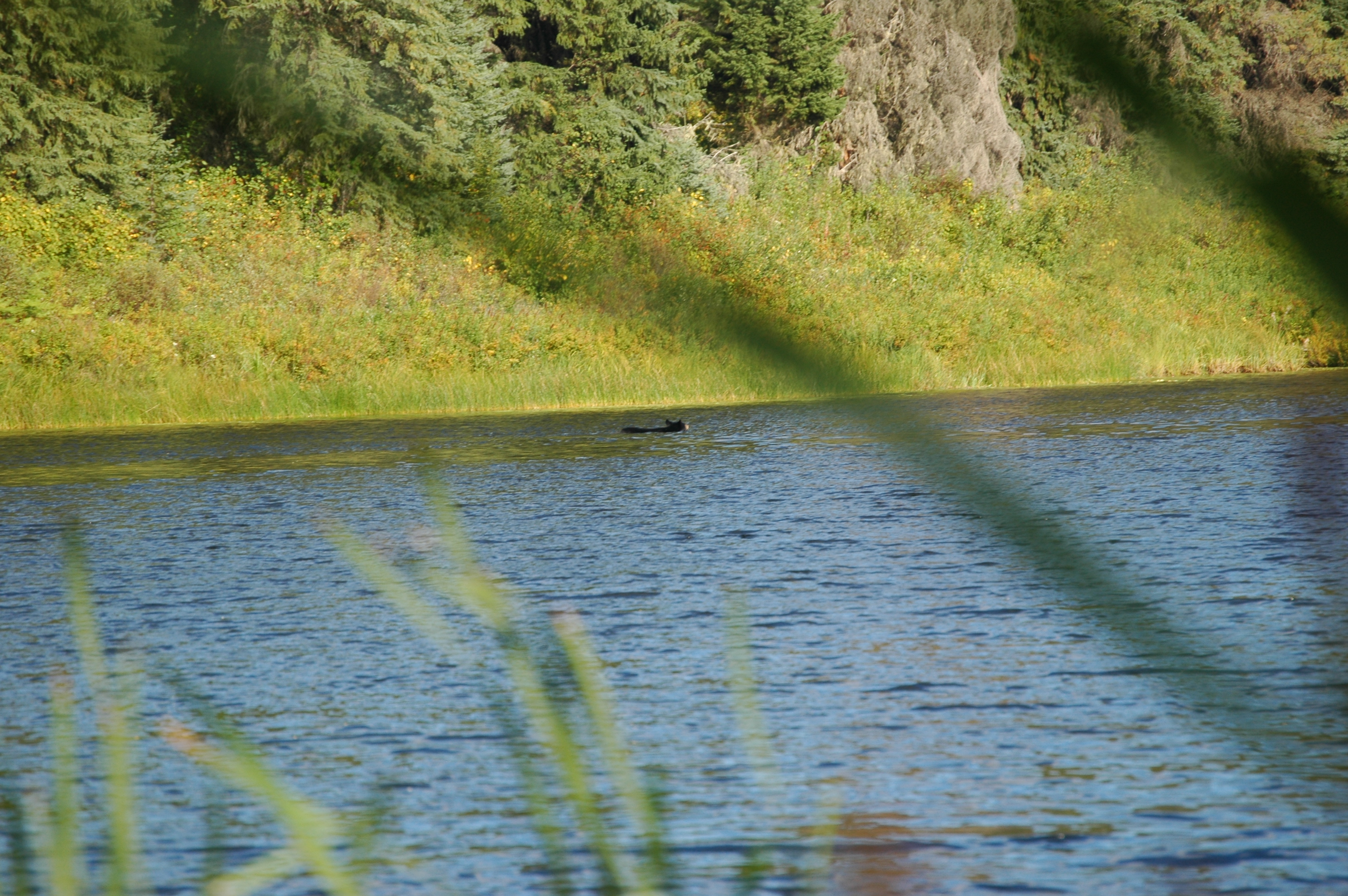 photos/wildlife/Mammal_Species/American_Black_Bear/20070912-Canada-06.jpg