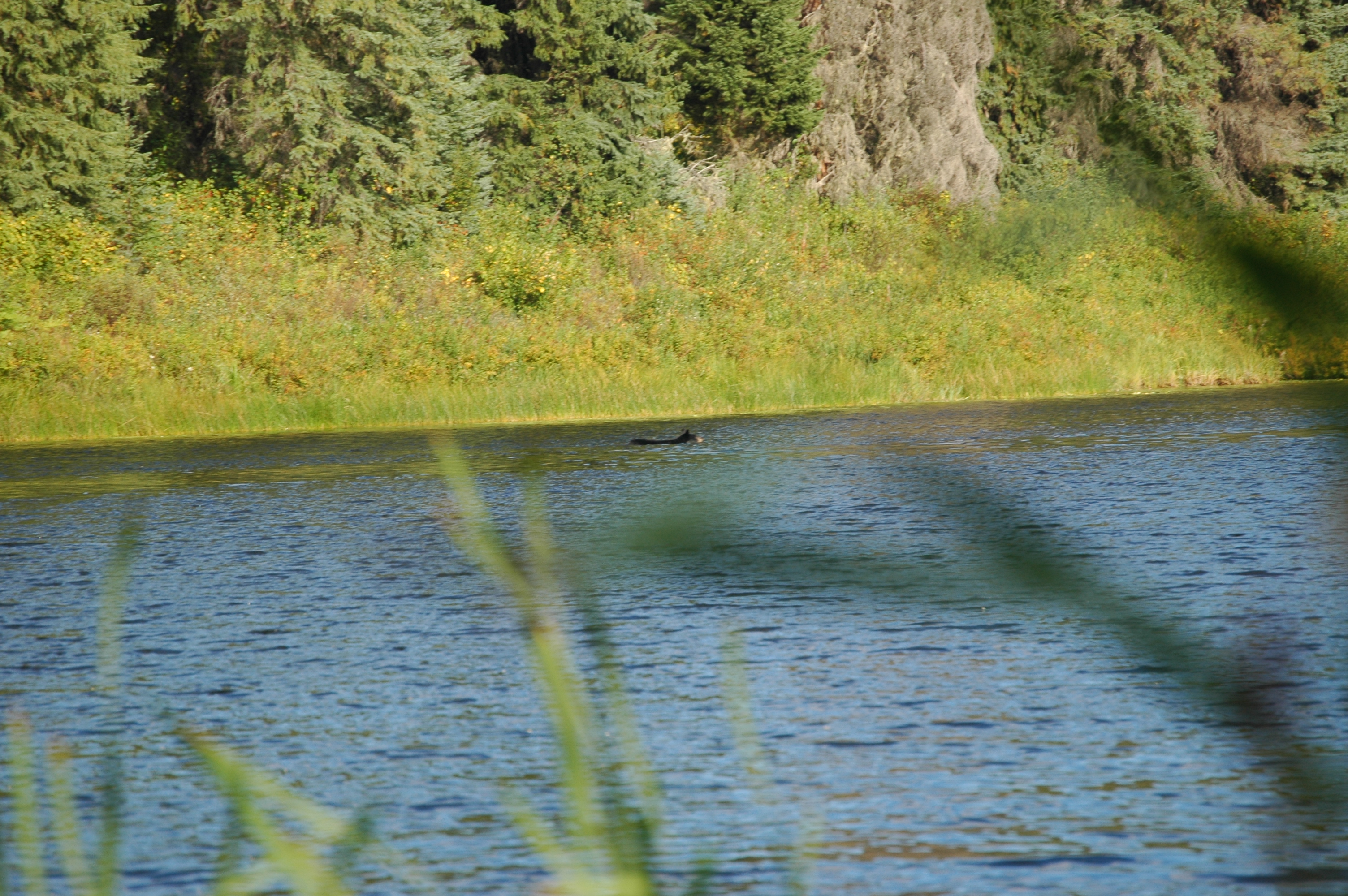 photos/wildlife/Mammal_Species/American_Black_Bear/20070912-Canada-07.jpg