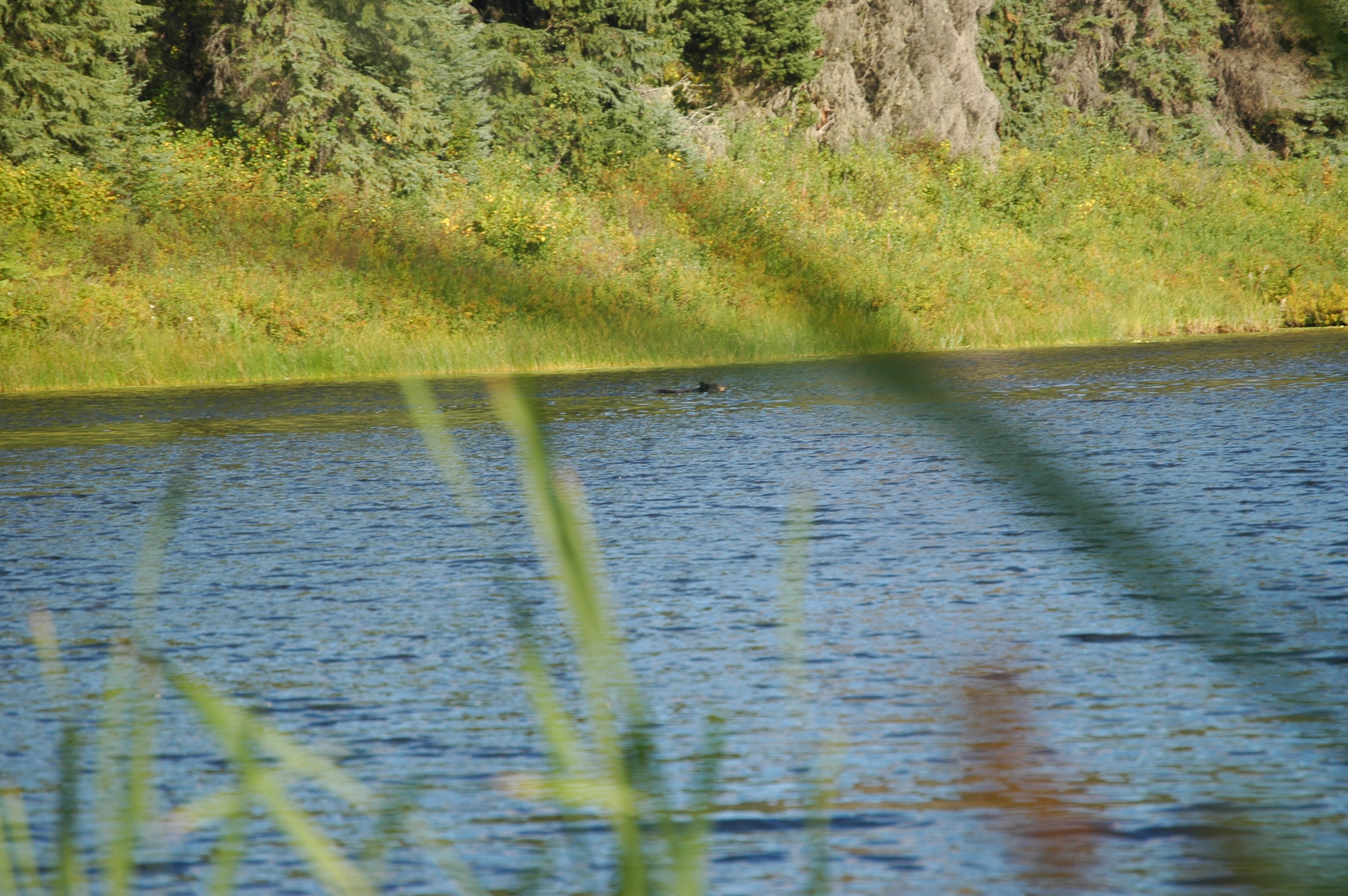 photos/wildlife/Mammal_Species/American_Black_Bear/20070912-Canada-09.jpg