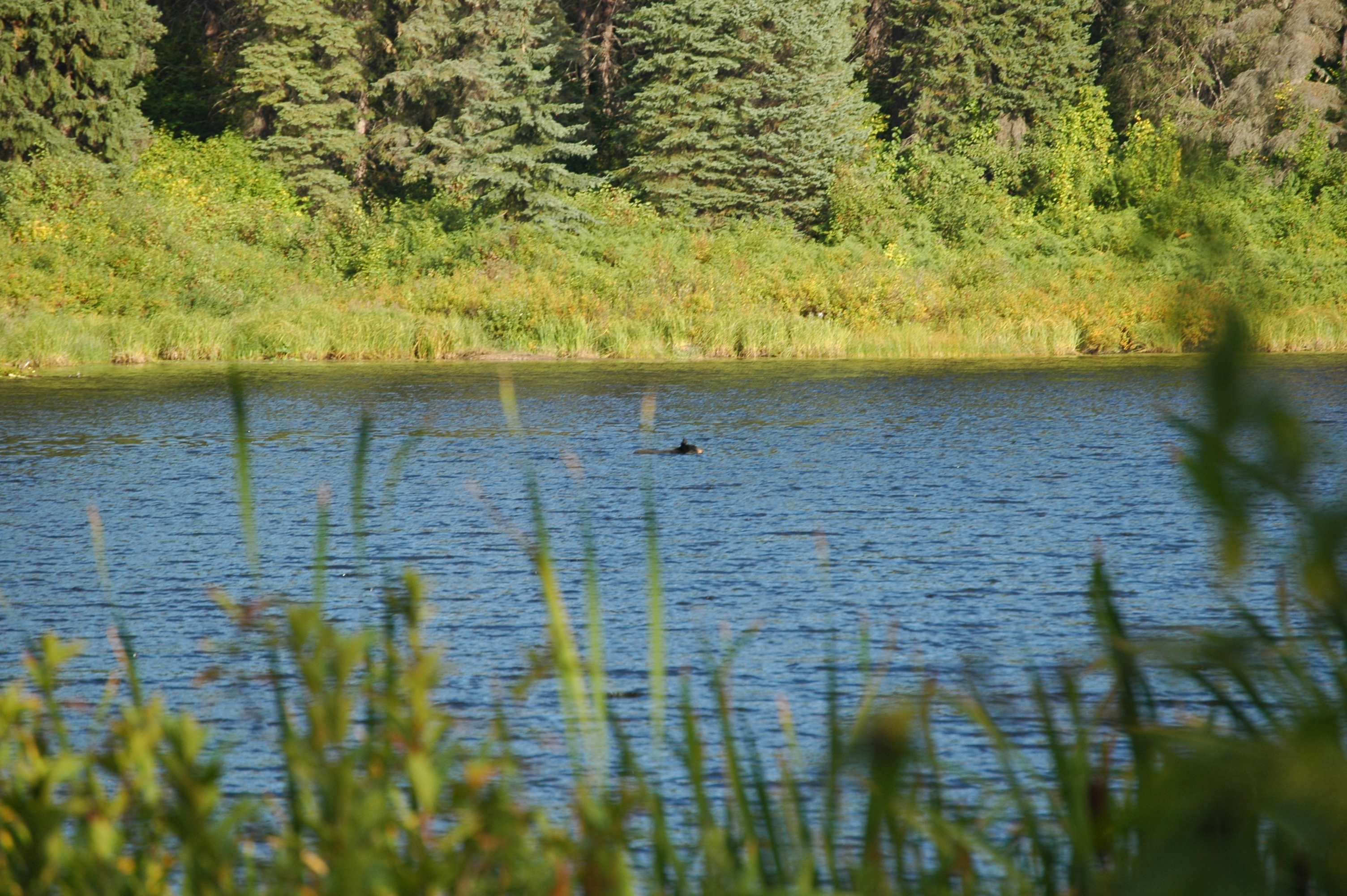 photos/wildlife/Mammal_Species/American_Black_Bear/20070912-Canada-10.jpg