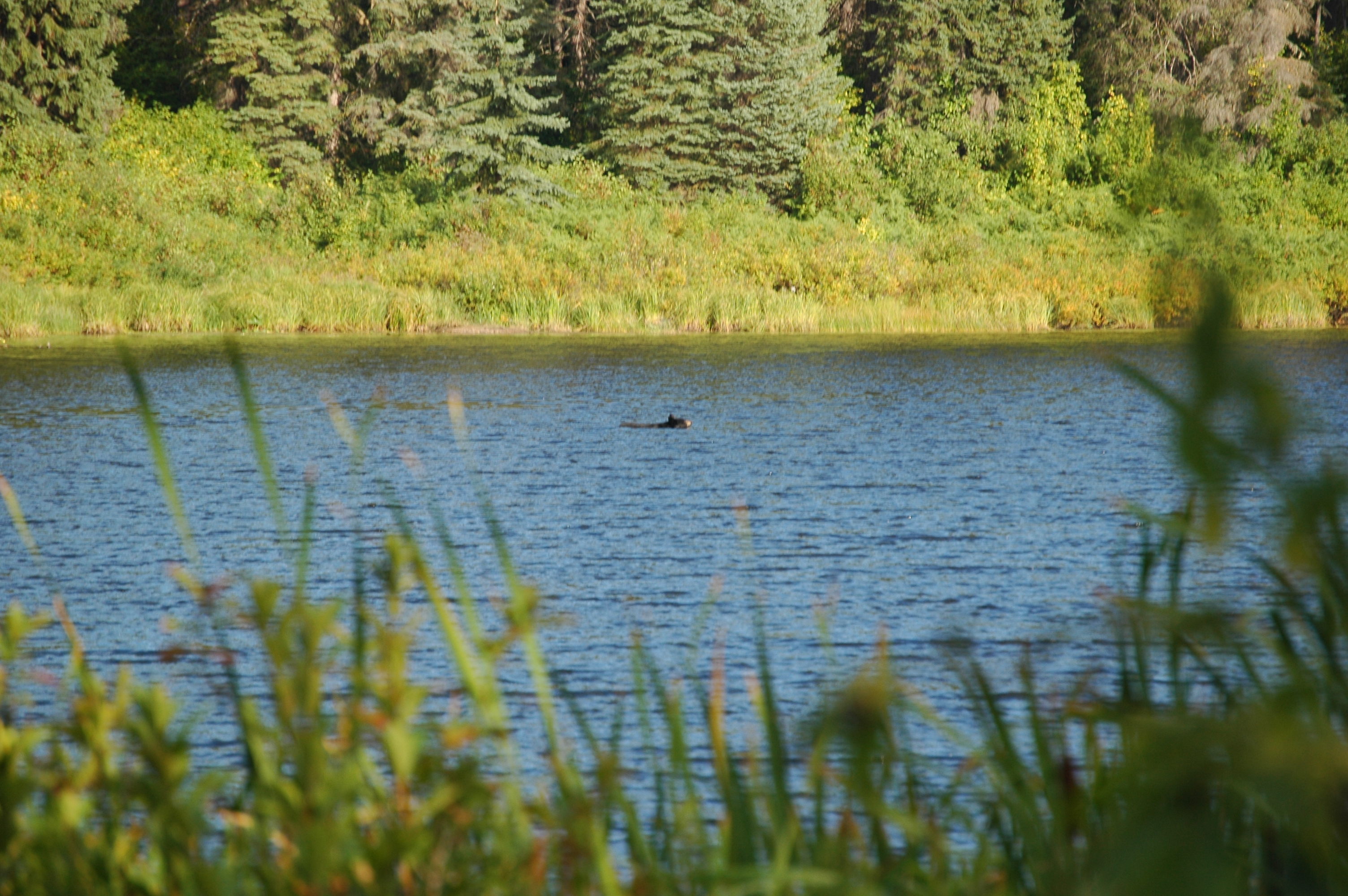 photos/wildlife/Mammal_Species/American_Black_Bear/20070912-Canada-11.jpg