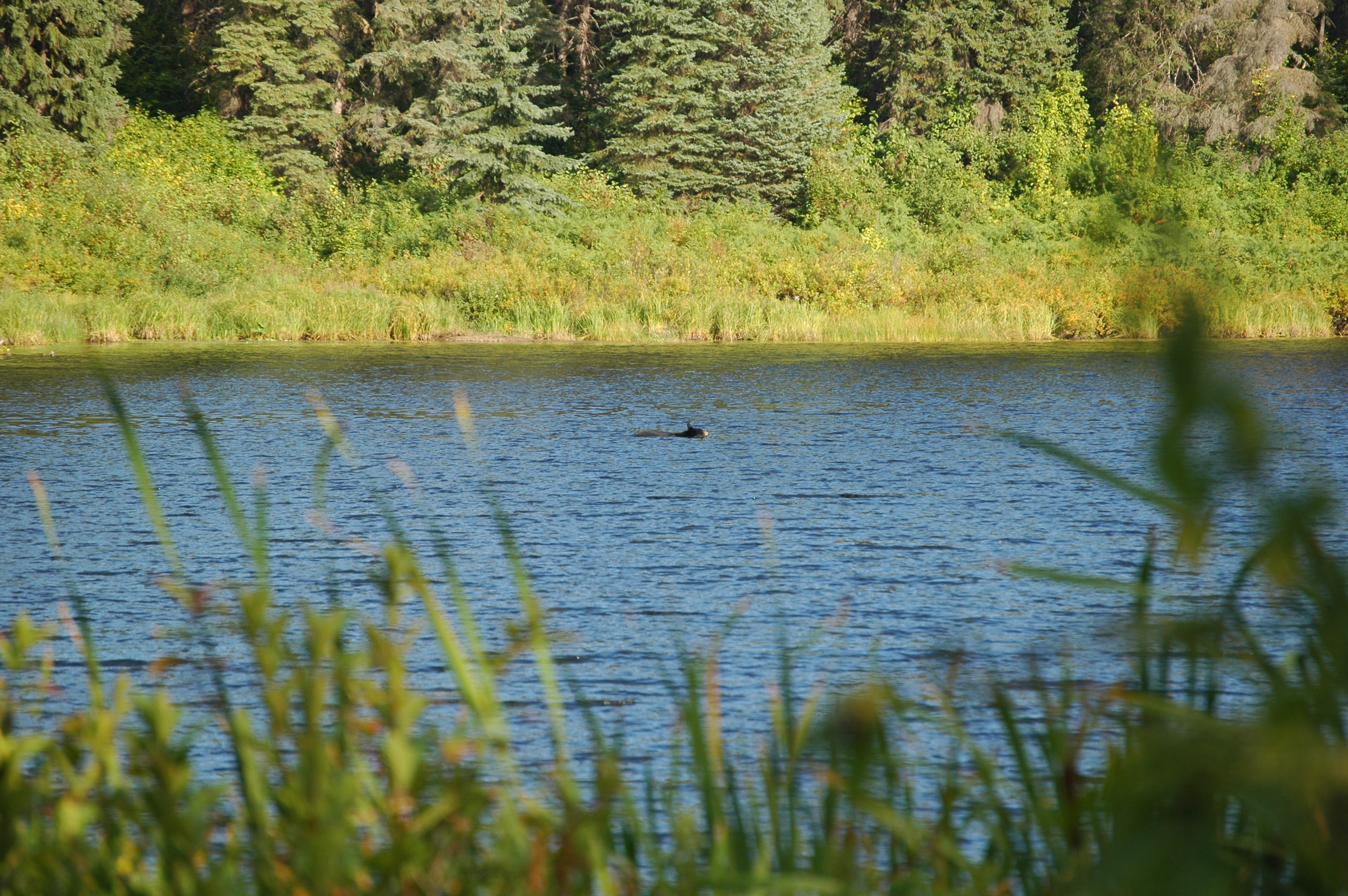 photos/wildlife/Mammal_Species/American_Black_Bear/20070912-Canada-12.jpg
