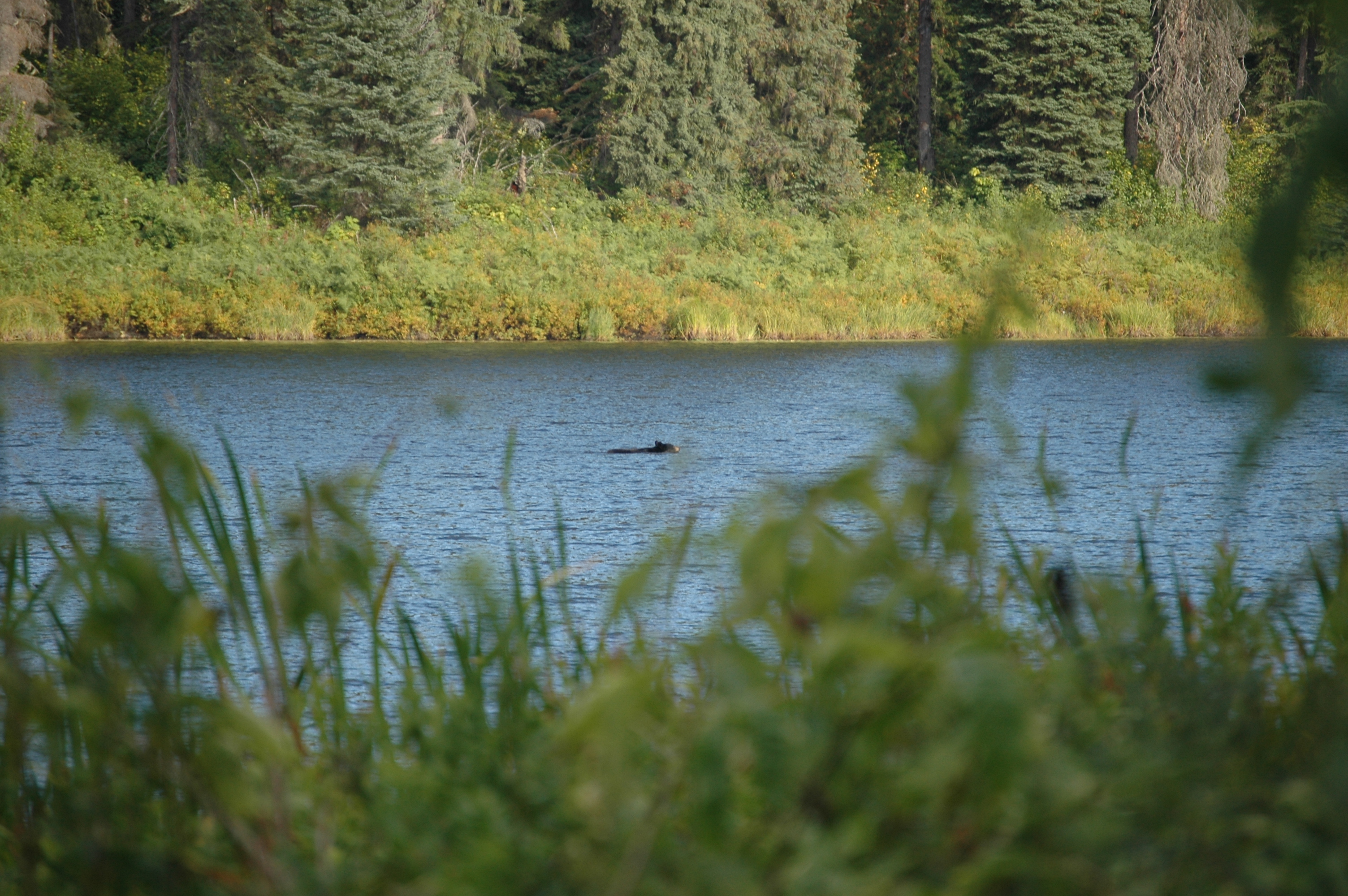 photos/wildlife/Mammal_Species/American_Black_Bear/20070912-Canada-13.jpg