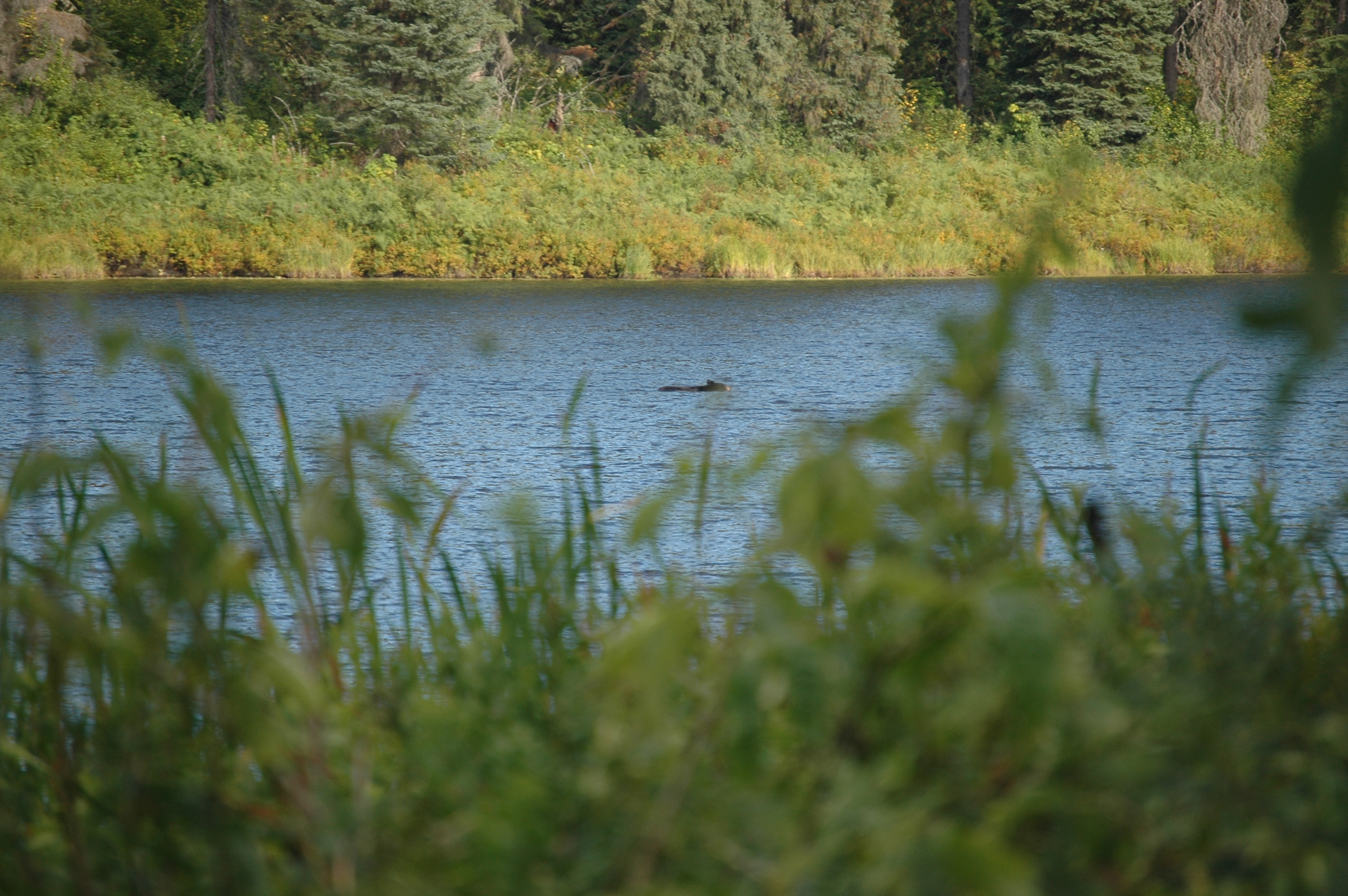 photos/wildlife/Mammal_Species/American_Black_Bear/20070912-Canada-14.jpg